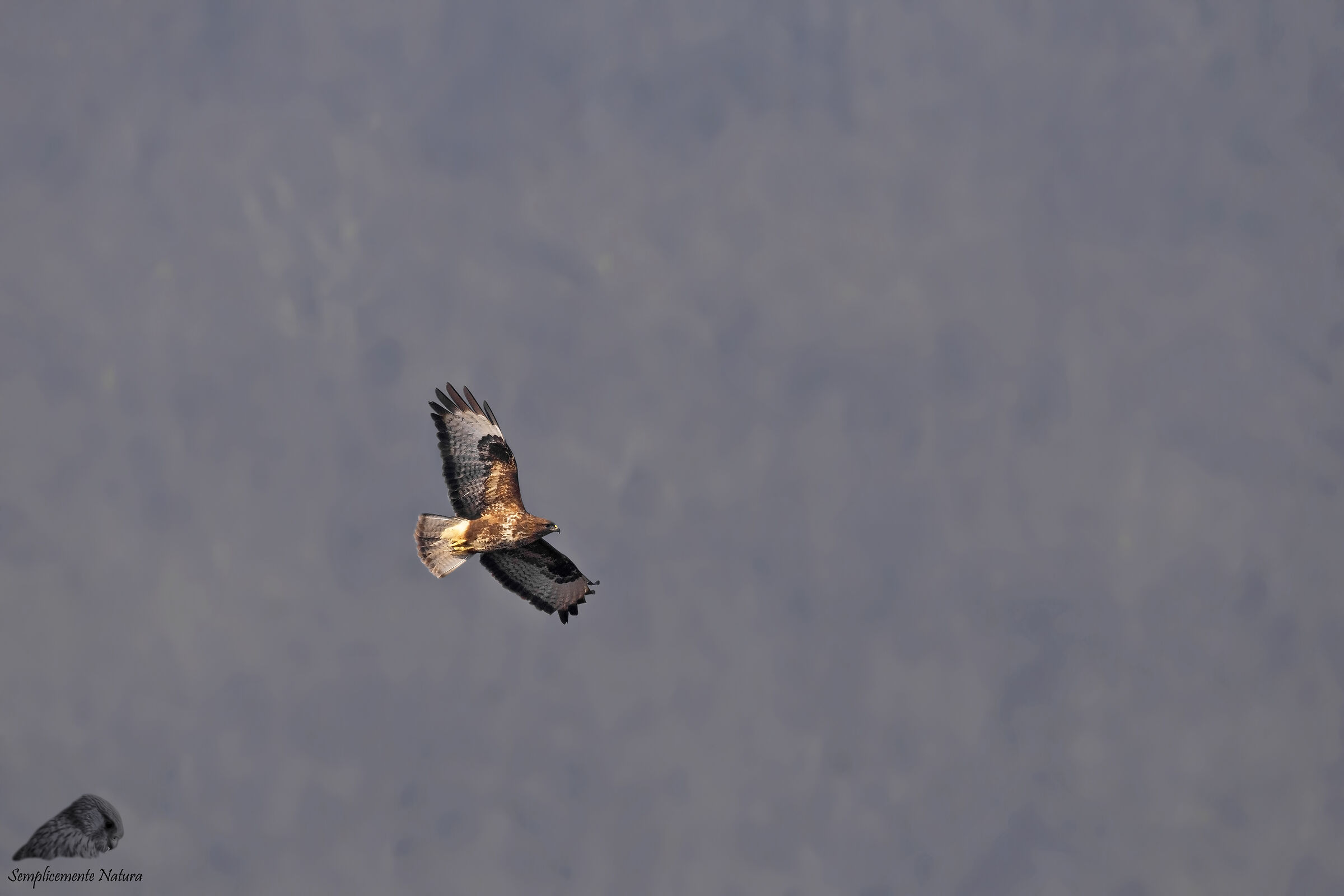 Buzzard (Buteo Buteo)