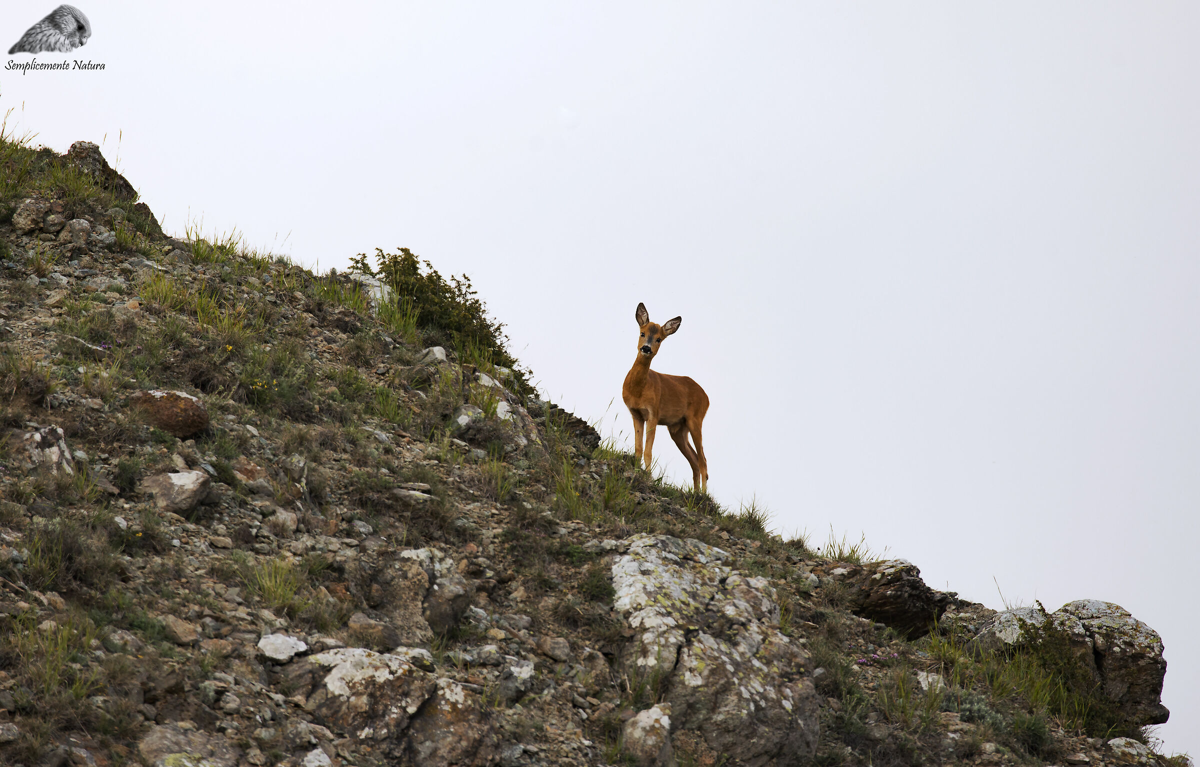 Roe Deer (Capreulus capreulus)