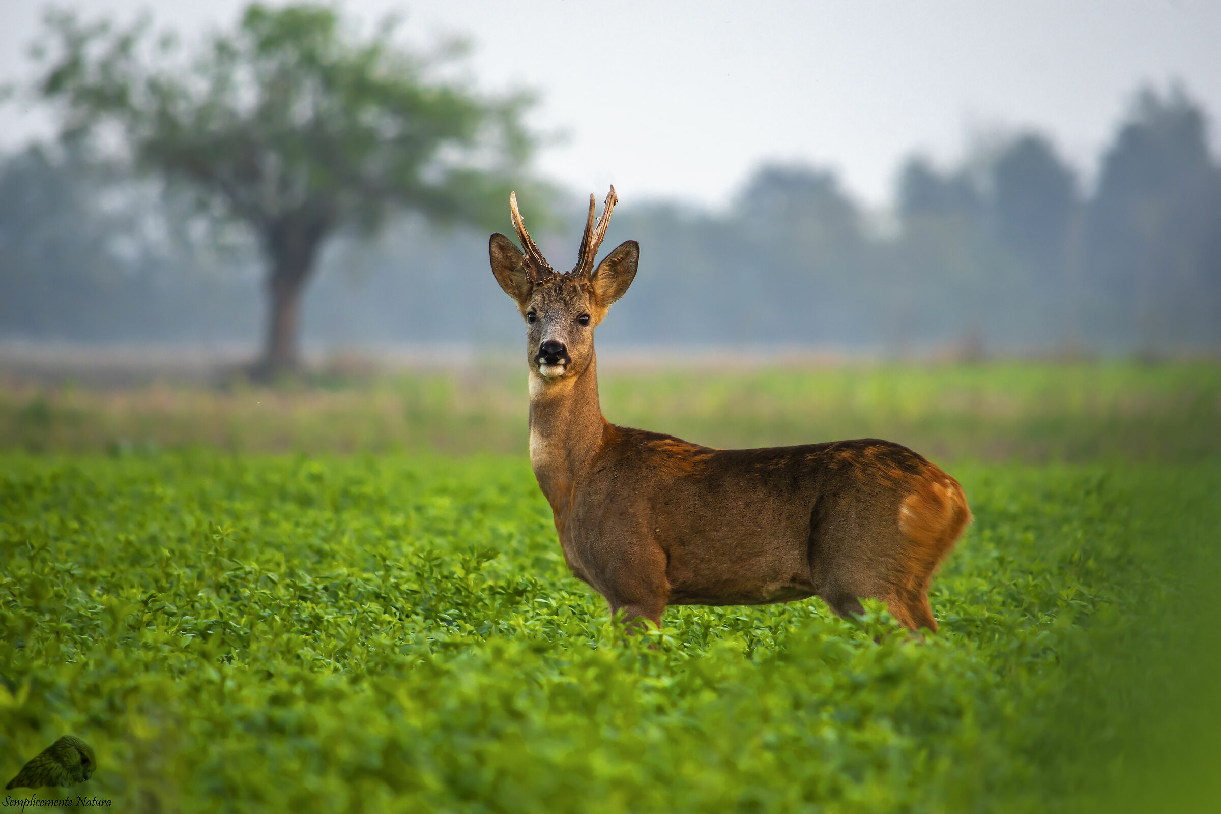 Roe Deer (Capreulus capreulus)