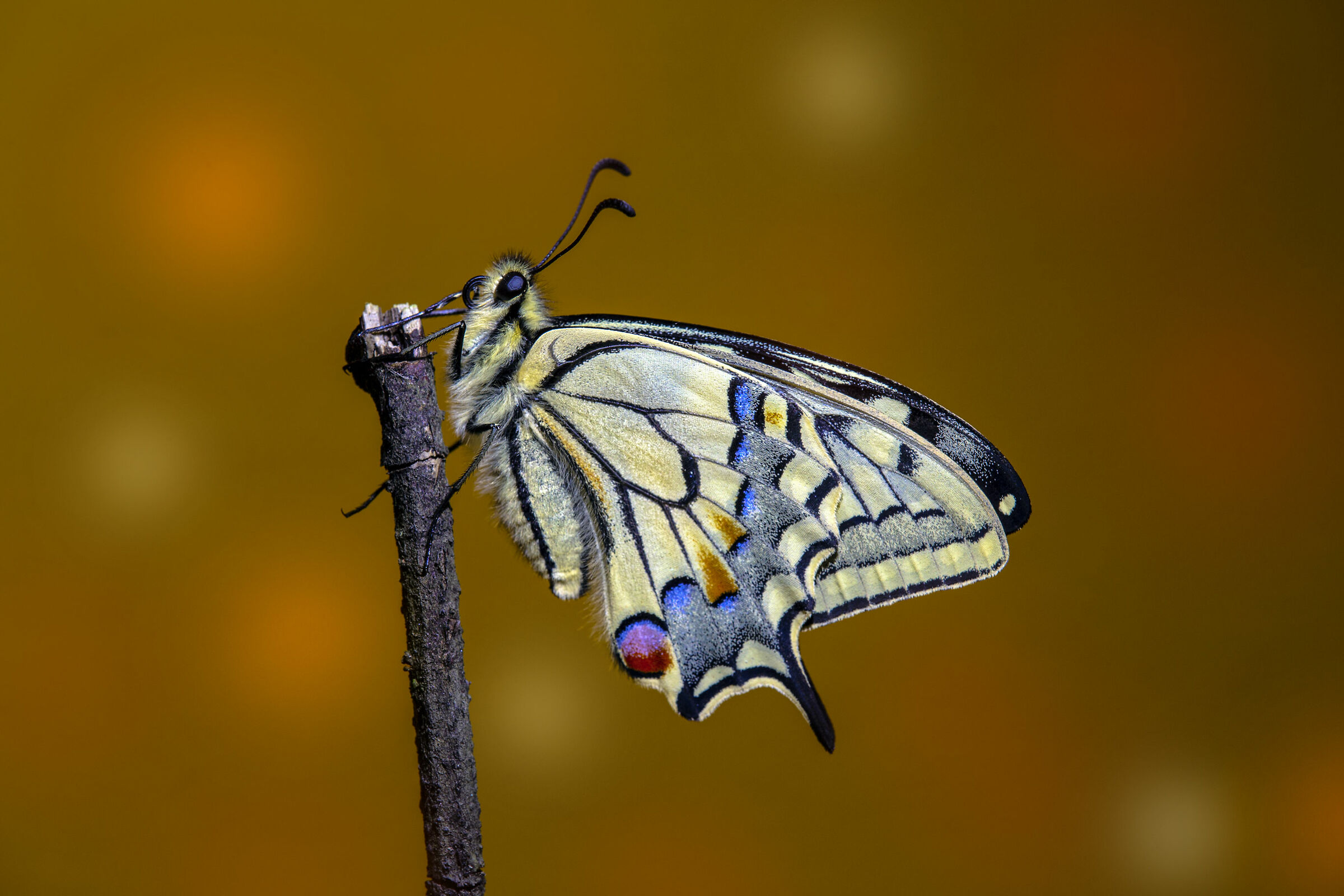 Papilio machaon