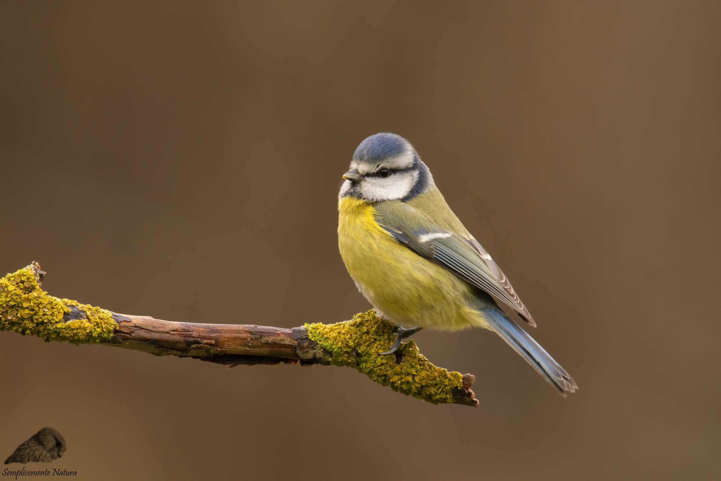 Cinciarella (Cyanistes caeruleus)