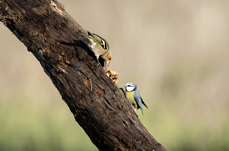 VS Blue Tit Chaffinch