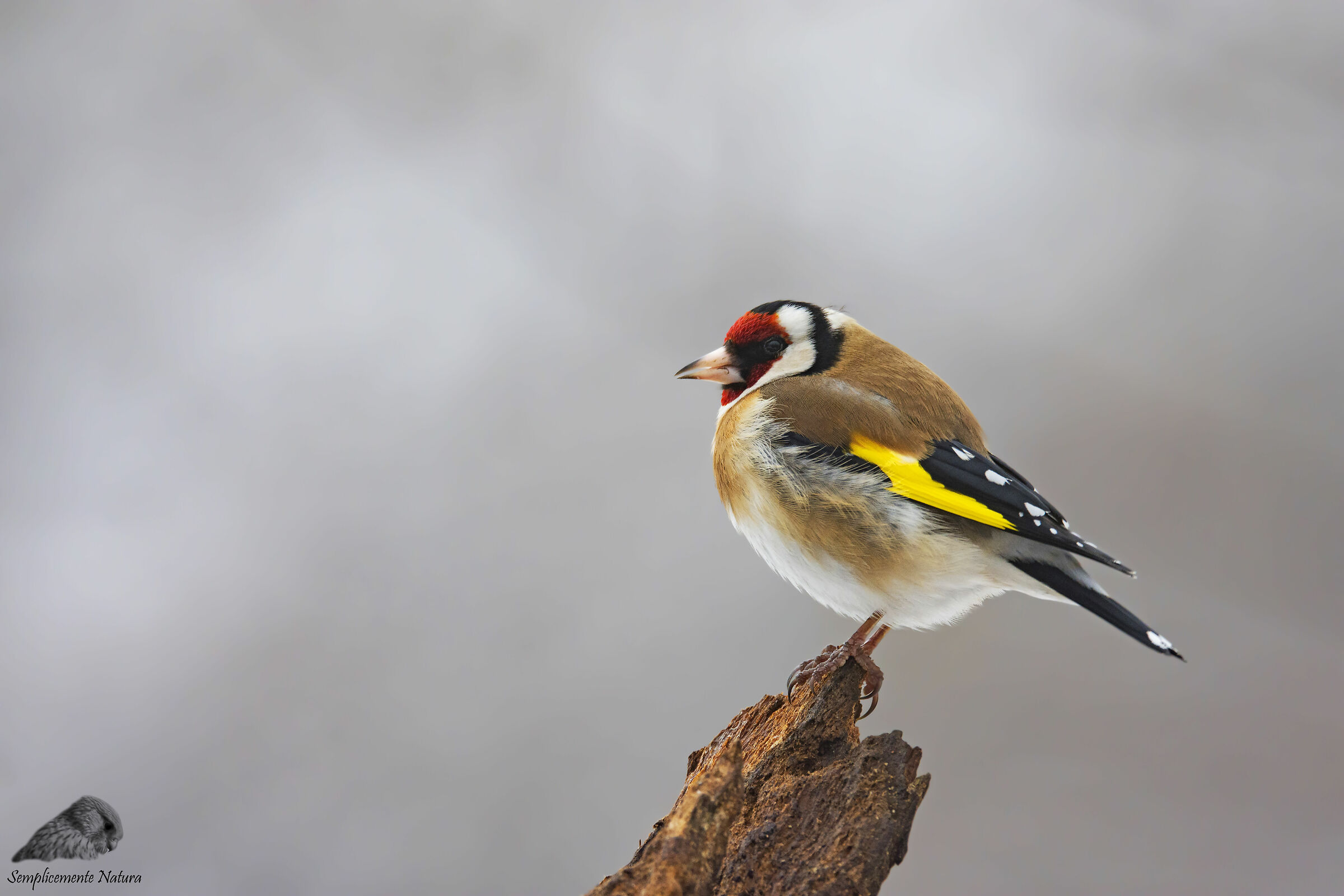 Goldfinch (Carduelis Carduelis)