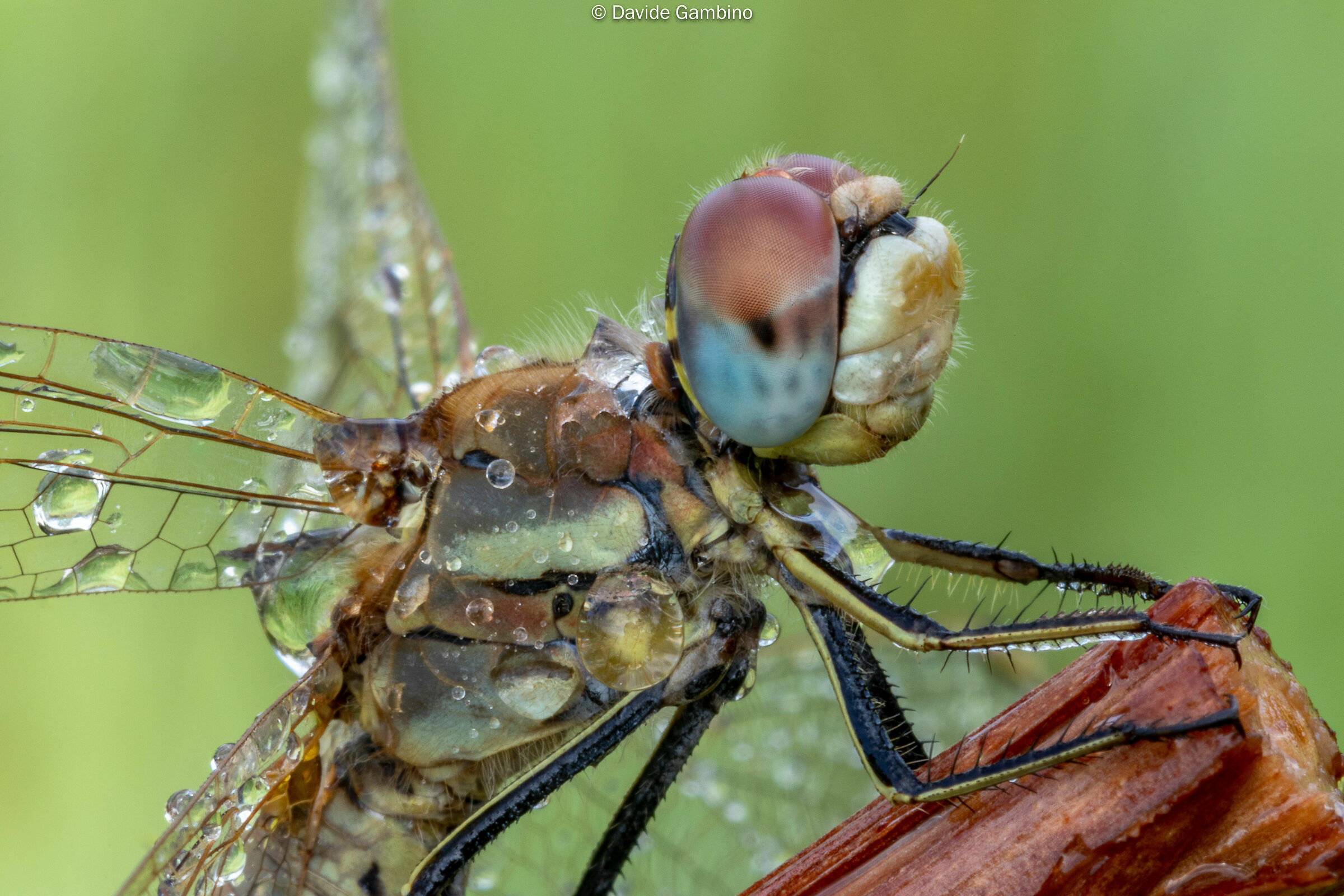 La libellula e la rugiada