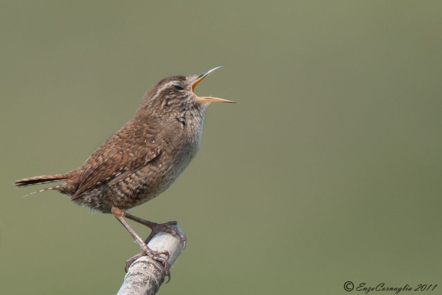 Wren