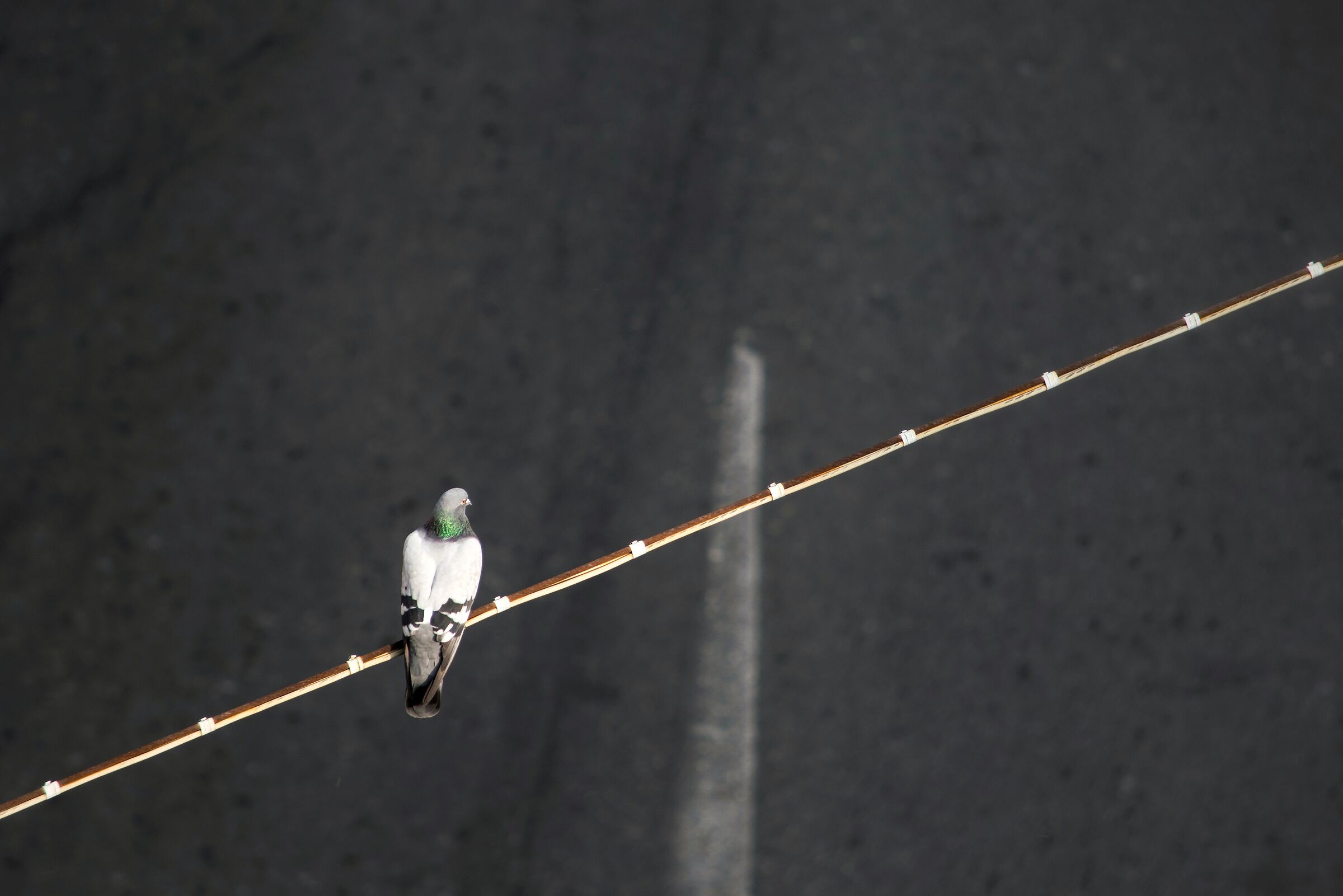 il piccione sulla bilancia