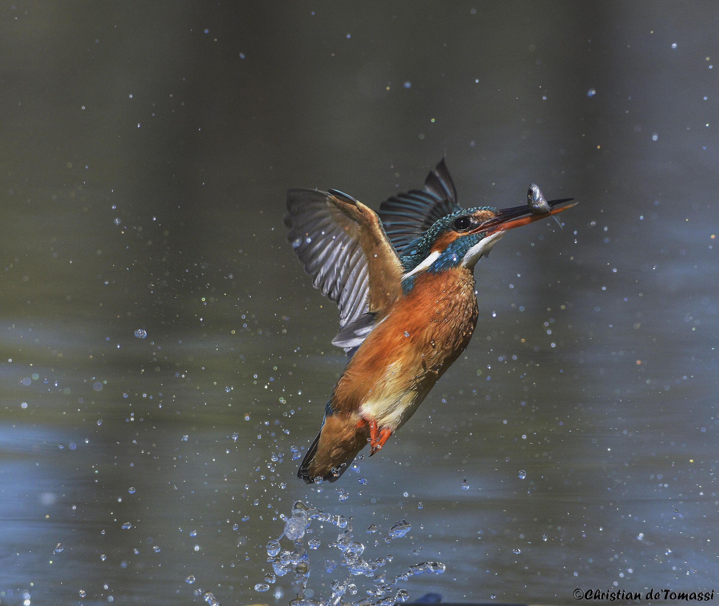 Kingfisher