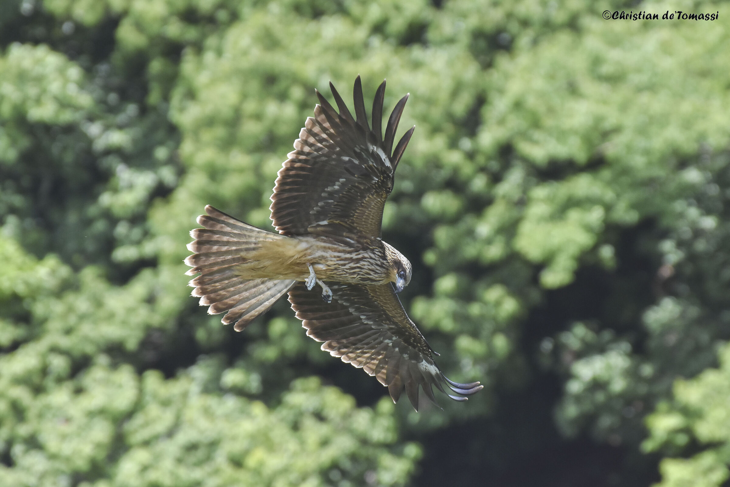 Japanese Hawk
