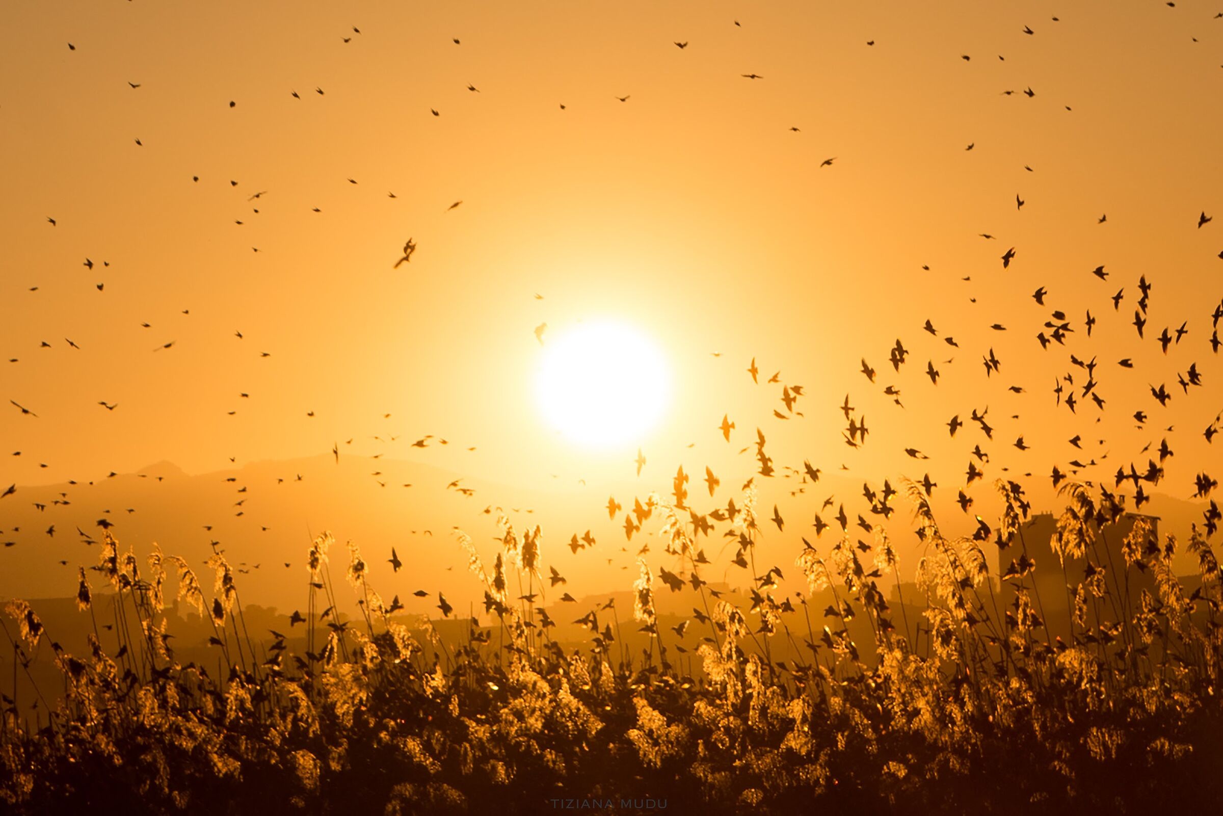 Golden sunshine with flocks