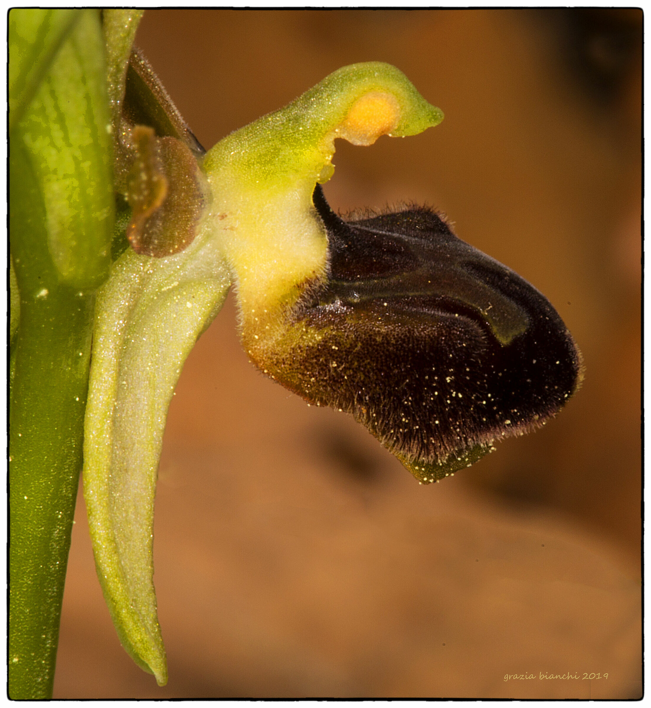 Spontaneous Orchid-Ophrys Sphegodes-Zona Pontassiev