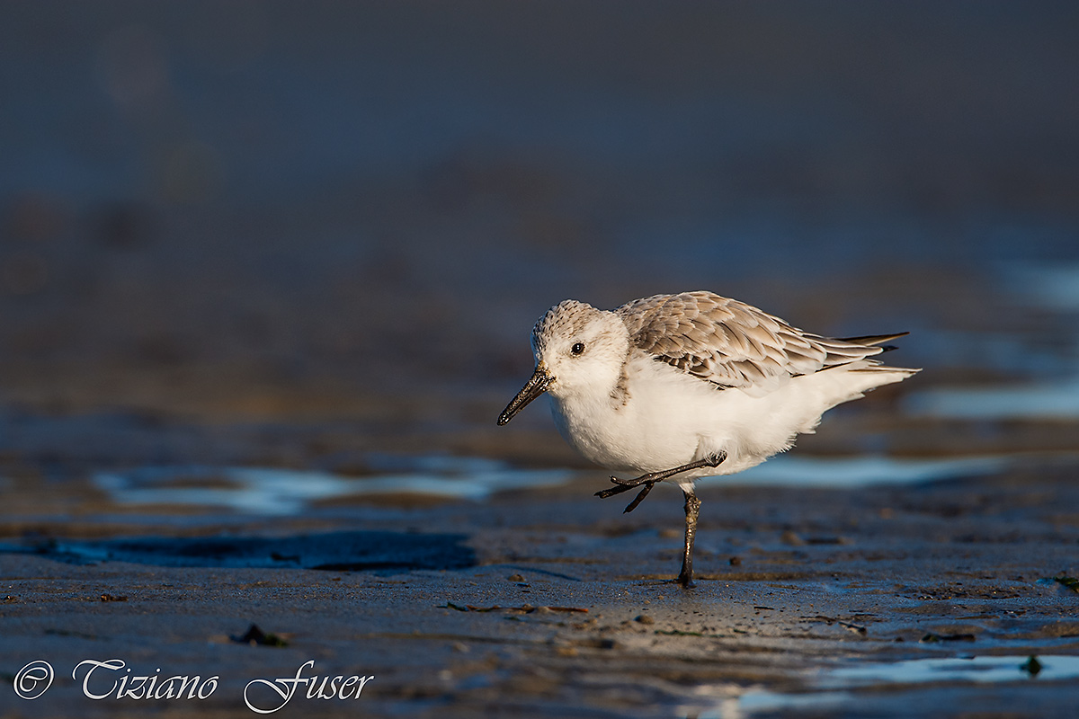 toed sandpiper