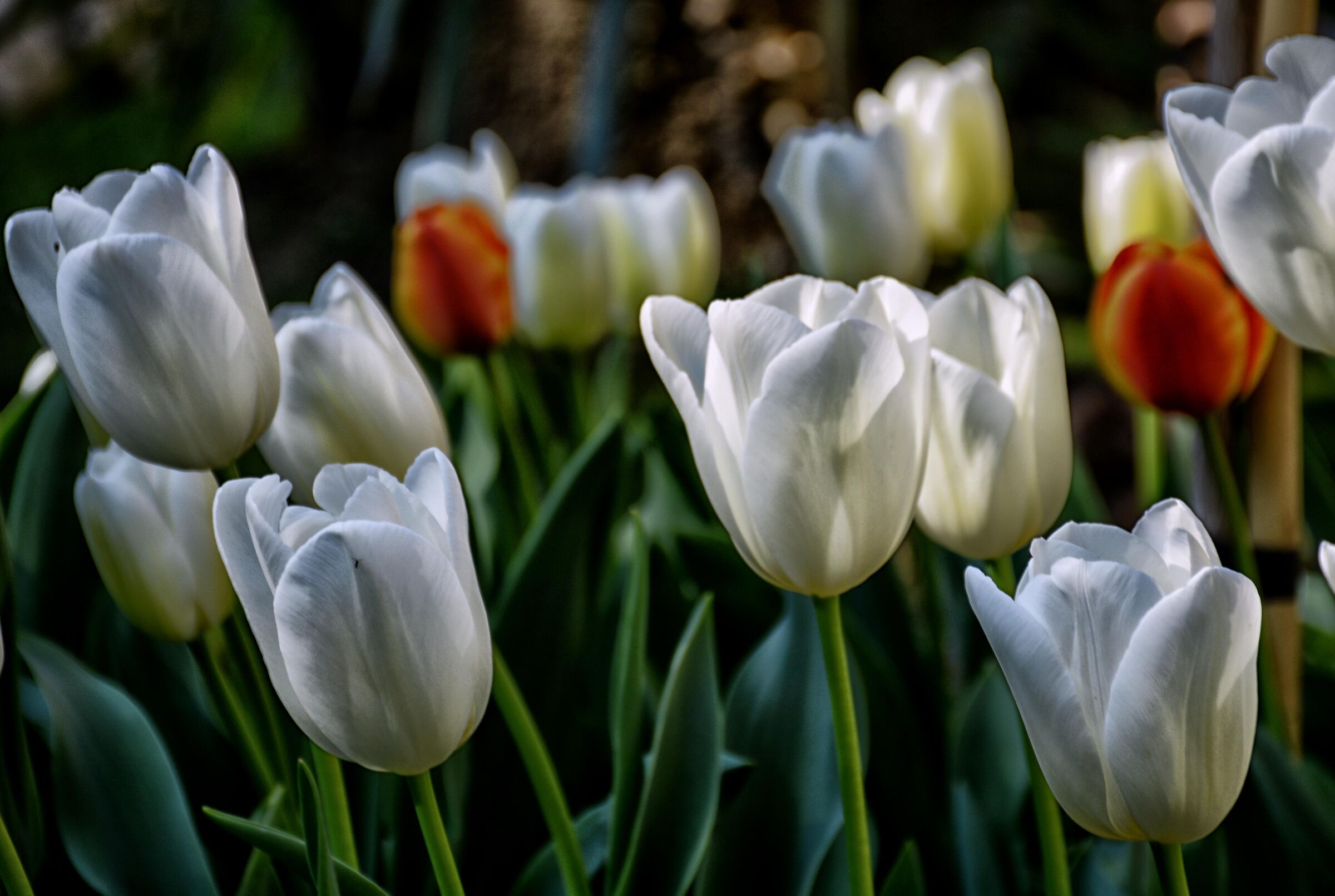 Primavera......speriamo!!!