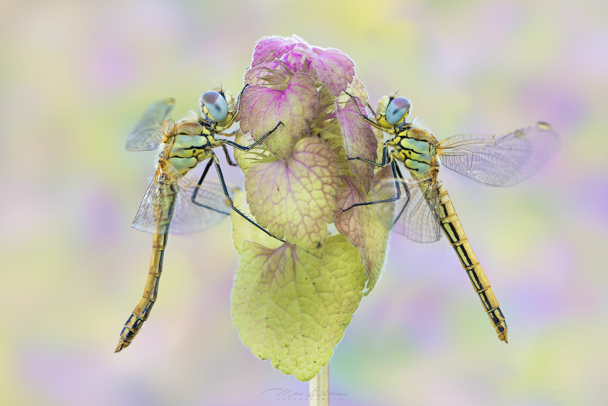 Sympetrum fonscolombii ? + ? (Selys, 1840)