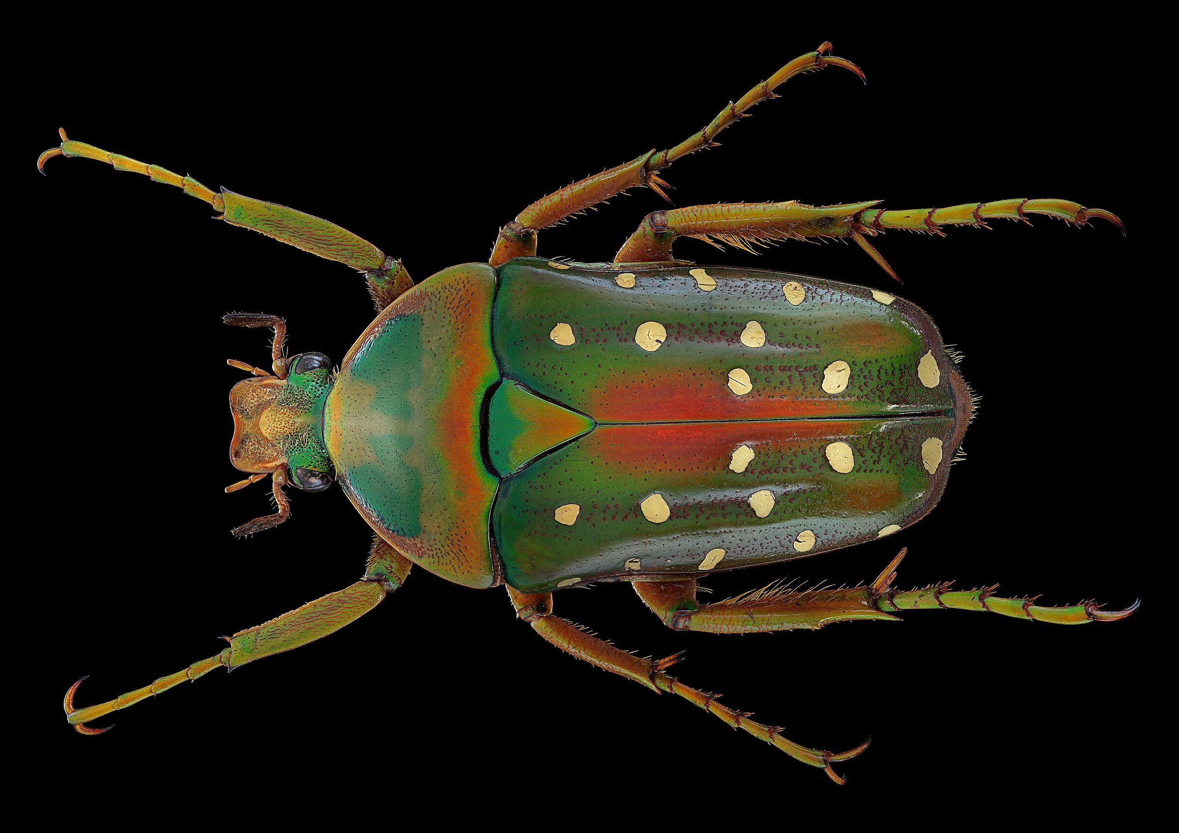 Stephanorrhina Julia