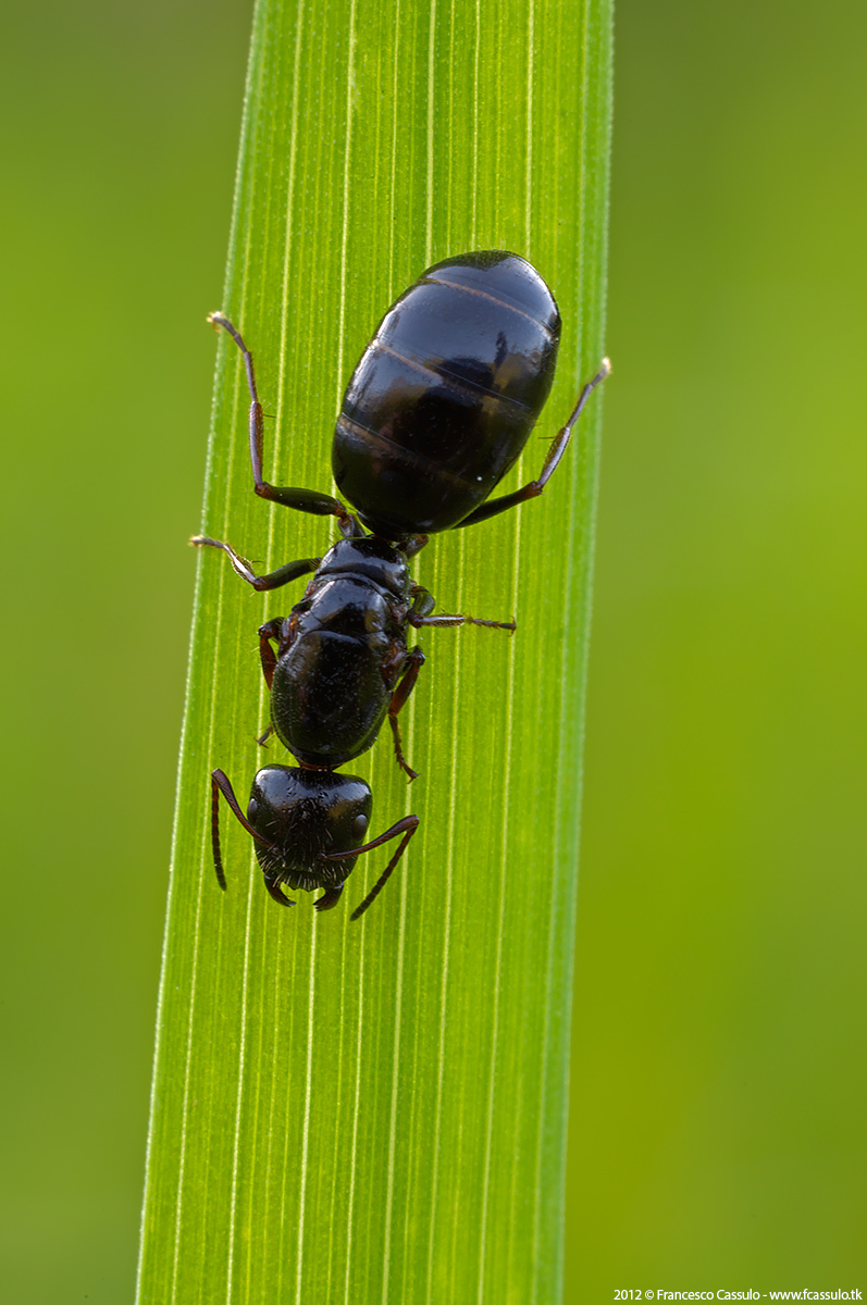 Camponotus Mayr, 1861