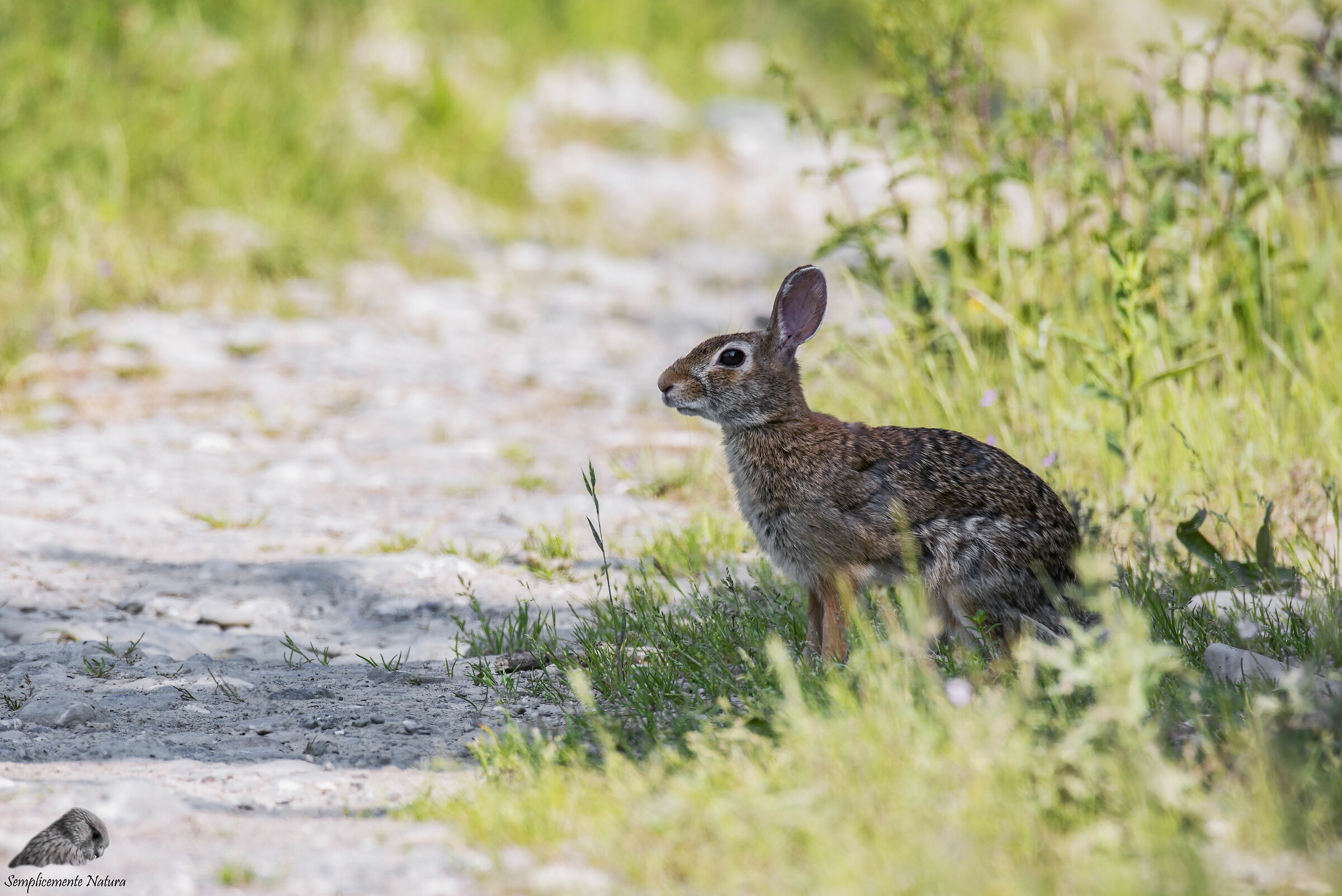 Minilepre (Sylvilagus floridanus)