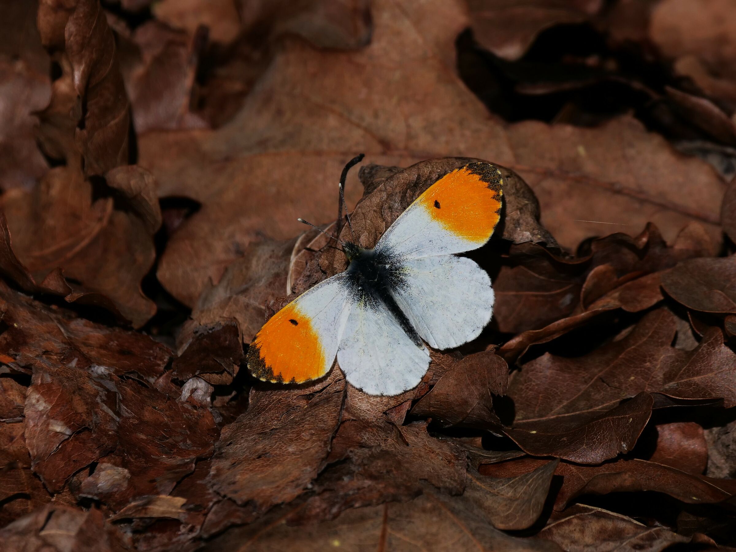 Anthocharis Cardamines (male)