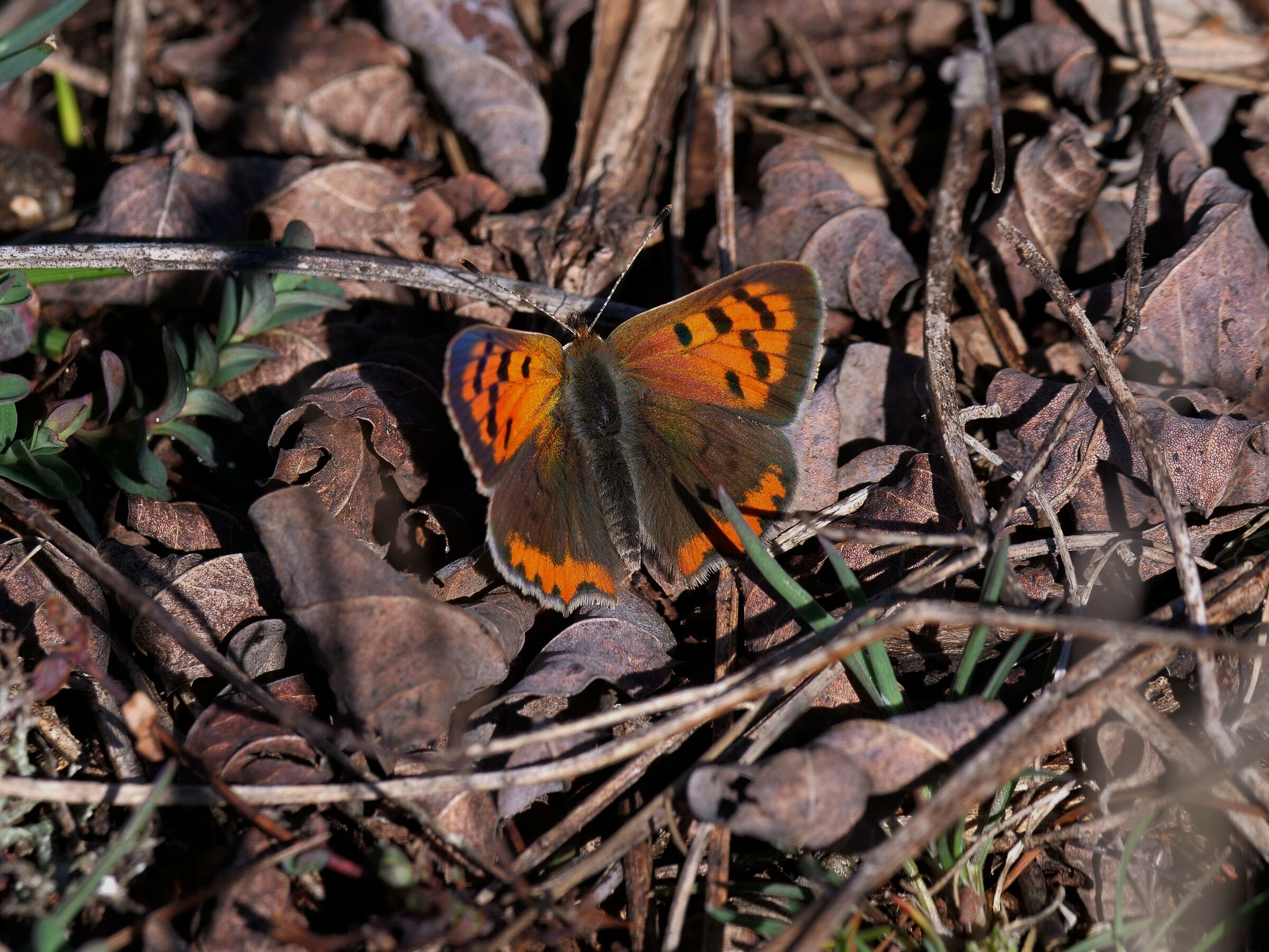 Lycaena sp.
