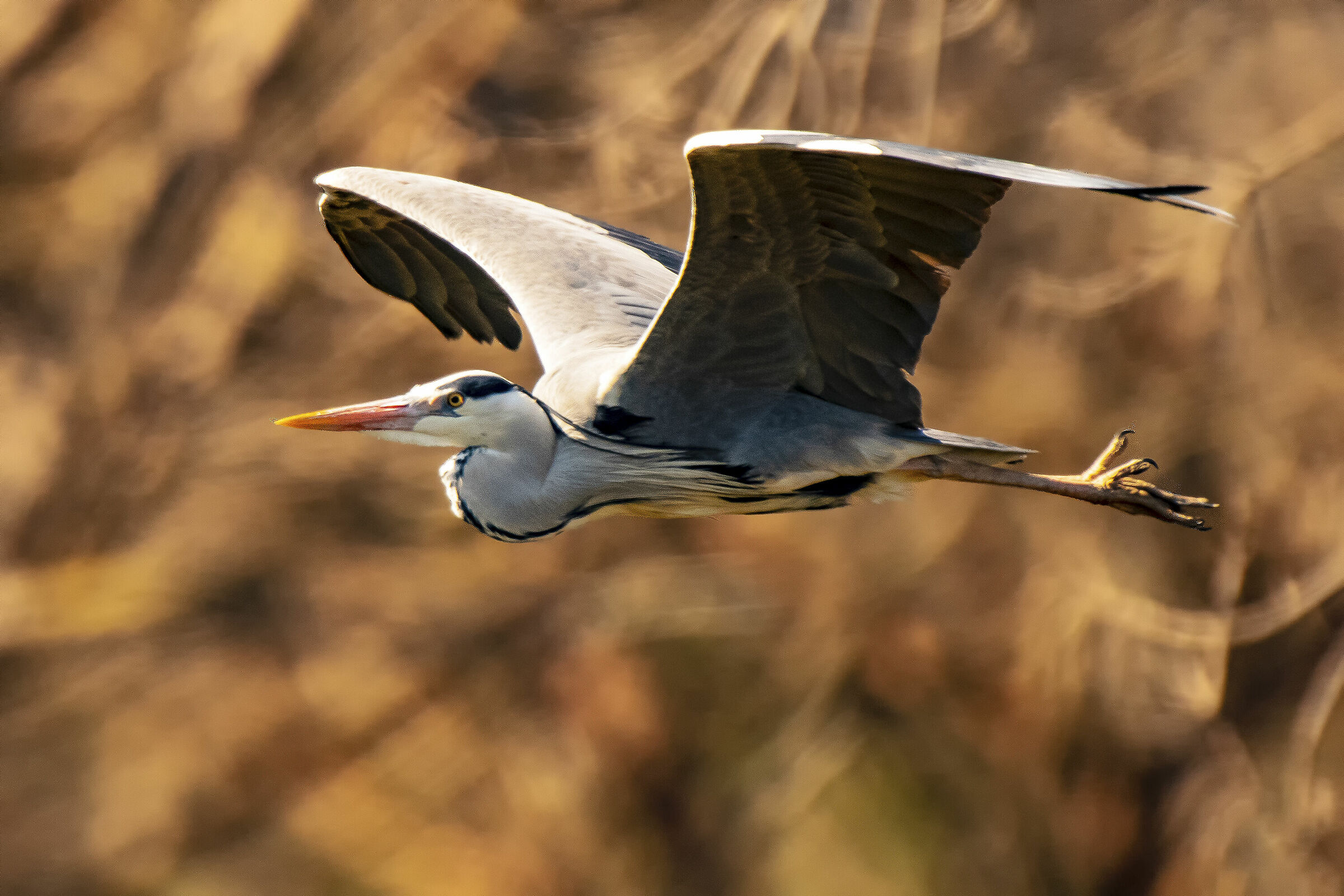 Grey Heron