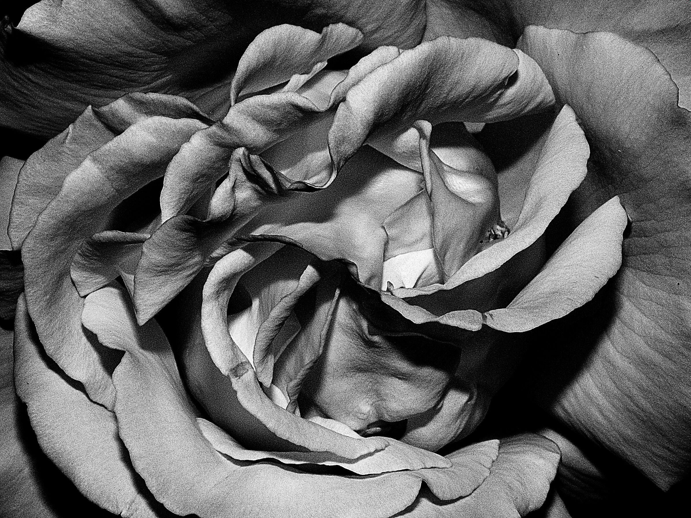 Rosa