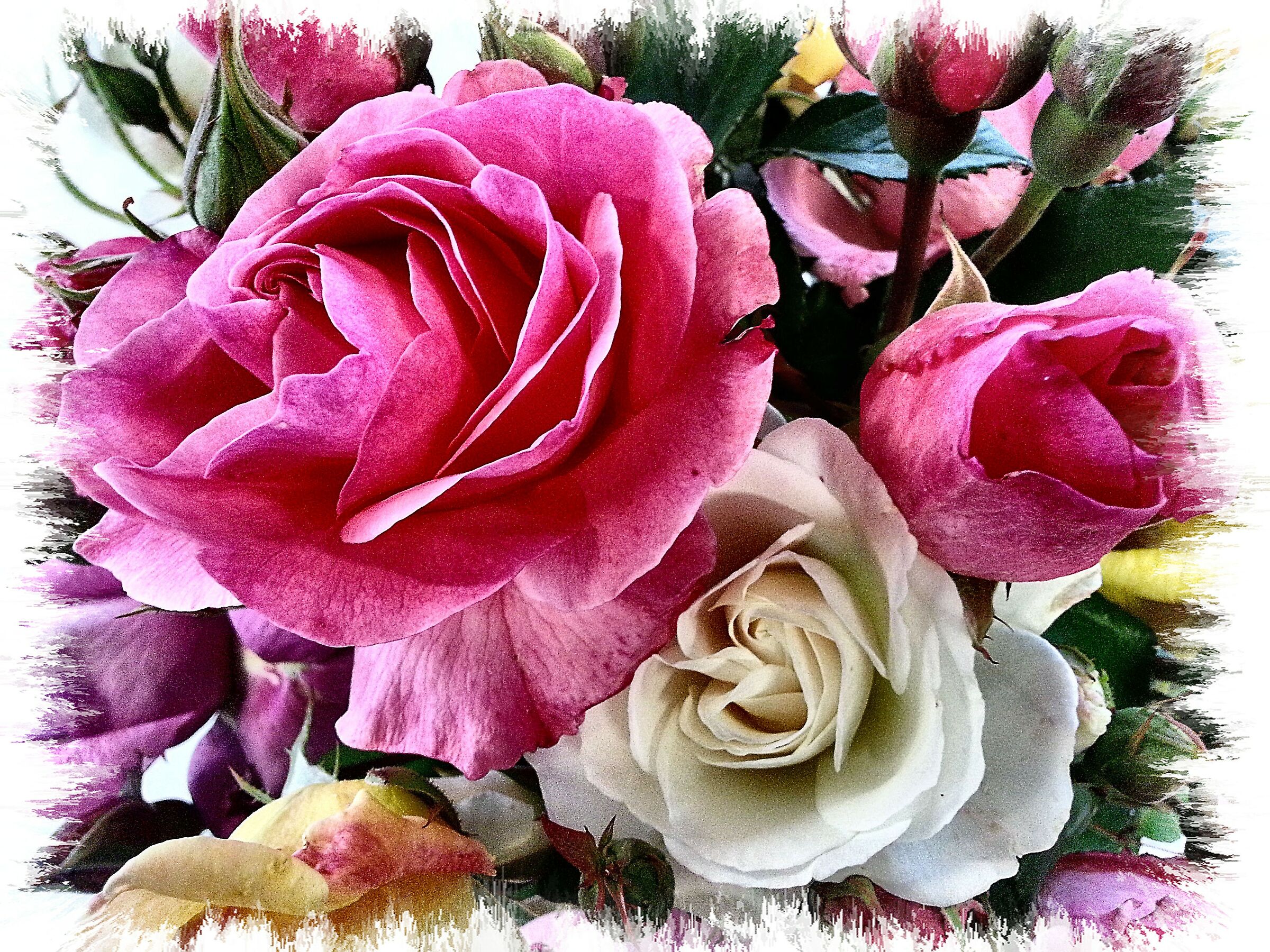 Rose