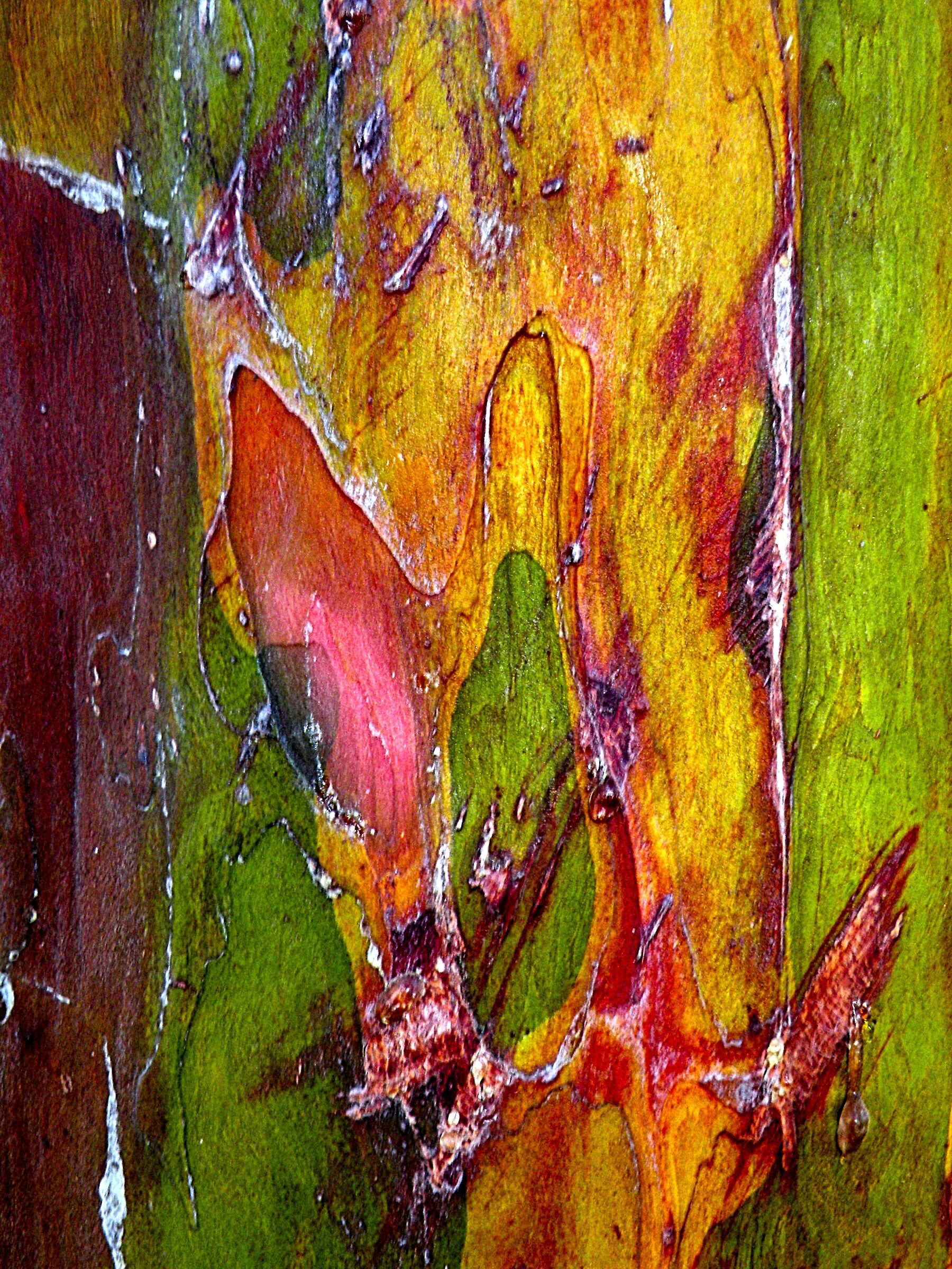 Cromatismi Arborei