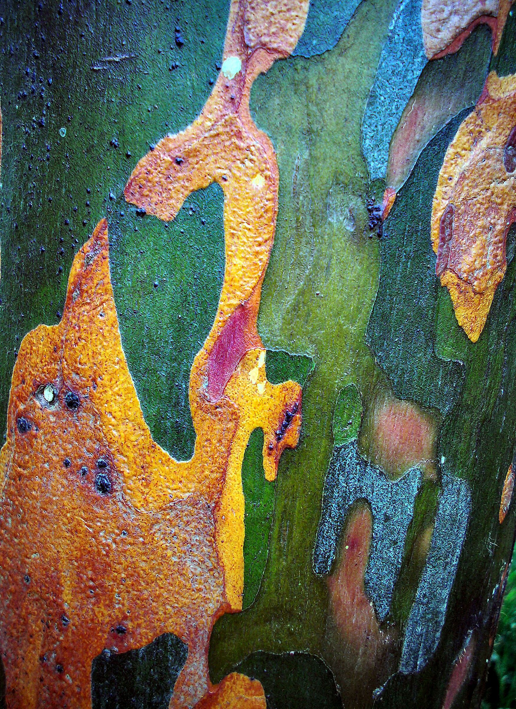 Cromatismi Arborei