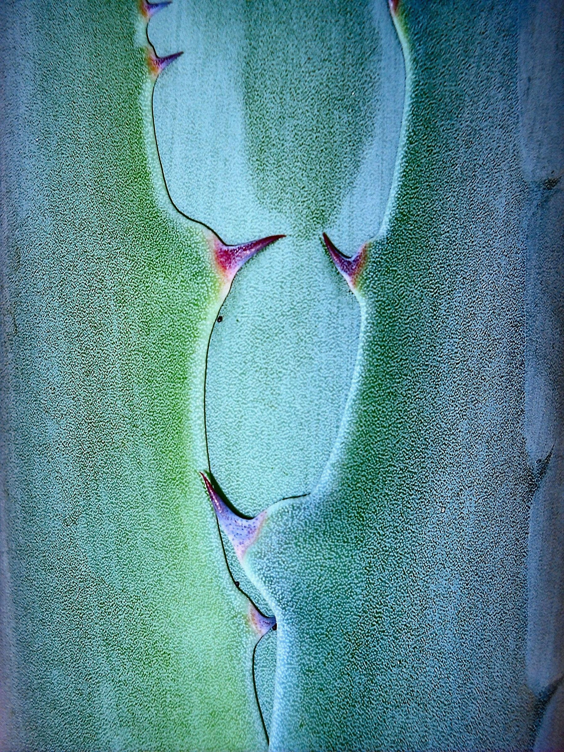 Agave