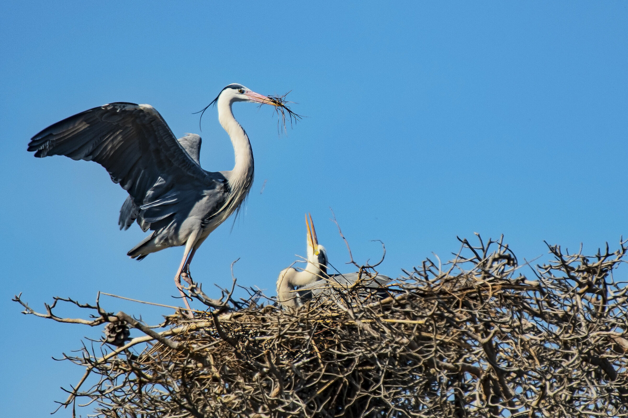 Soft Material for the nest