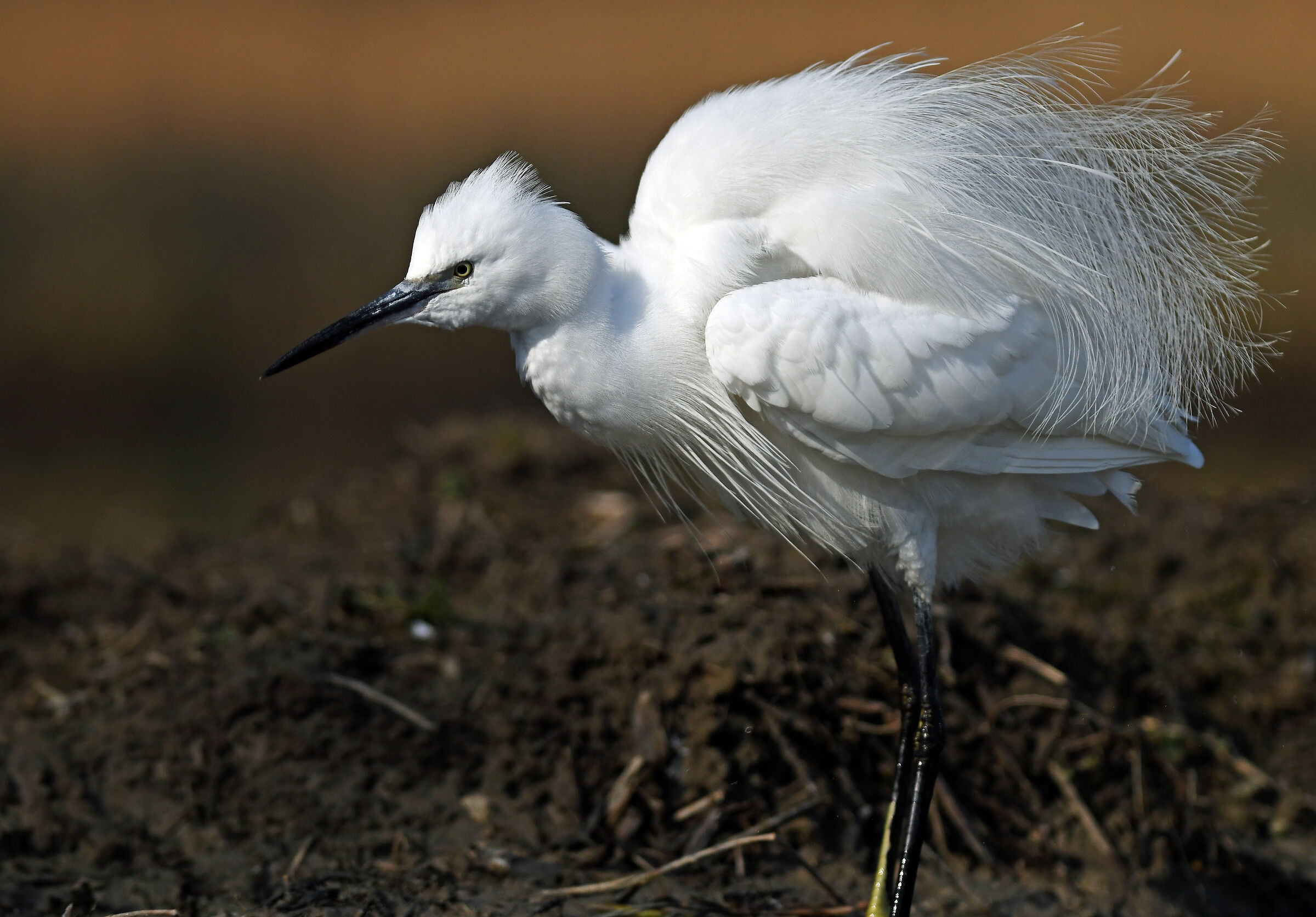 EGRET