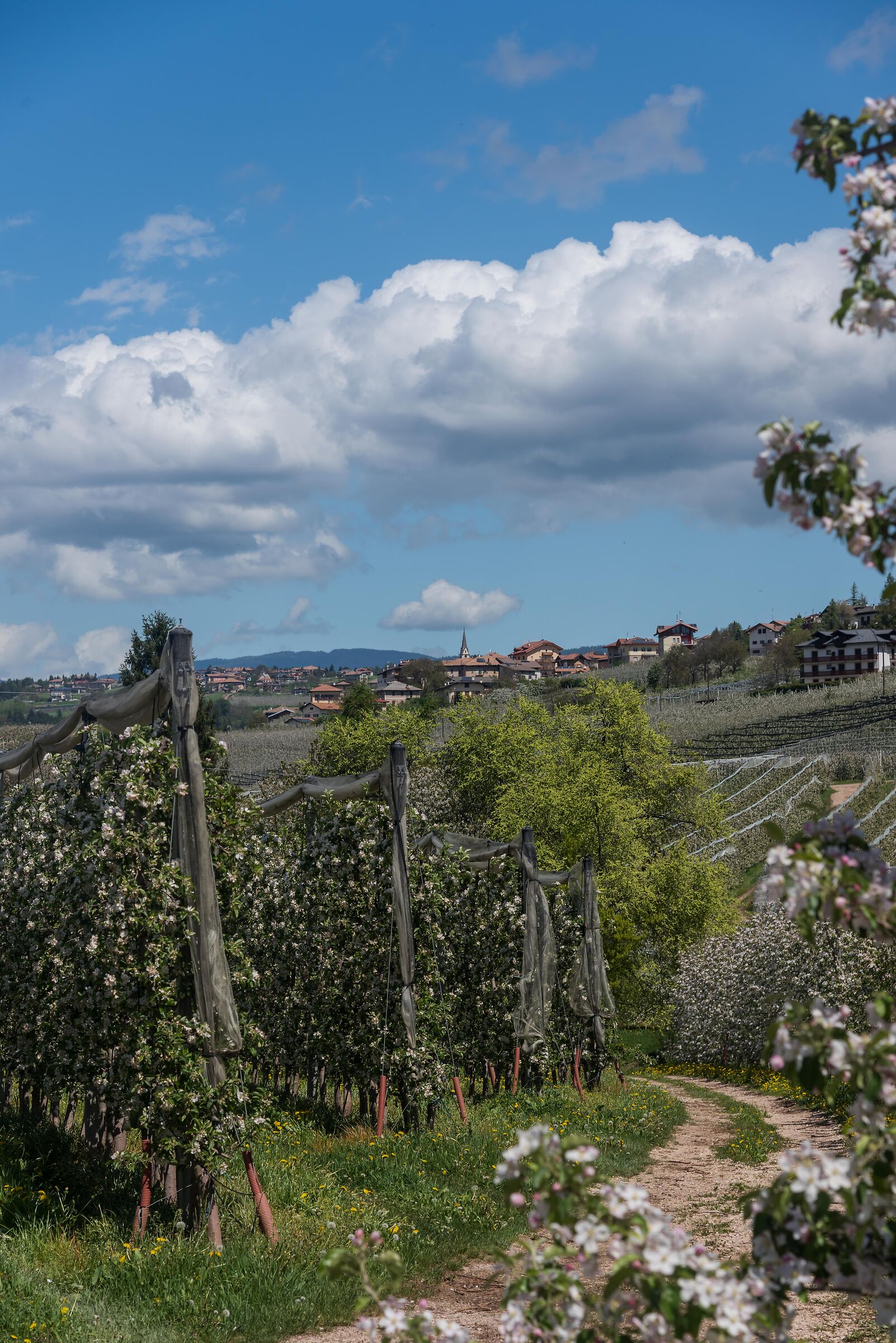 Apple orchards in Bloom, Val di Non