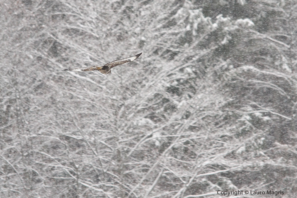 Flight in snow storm