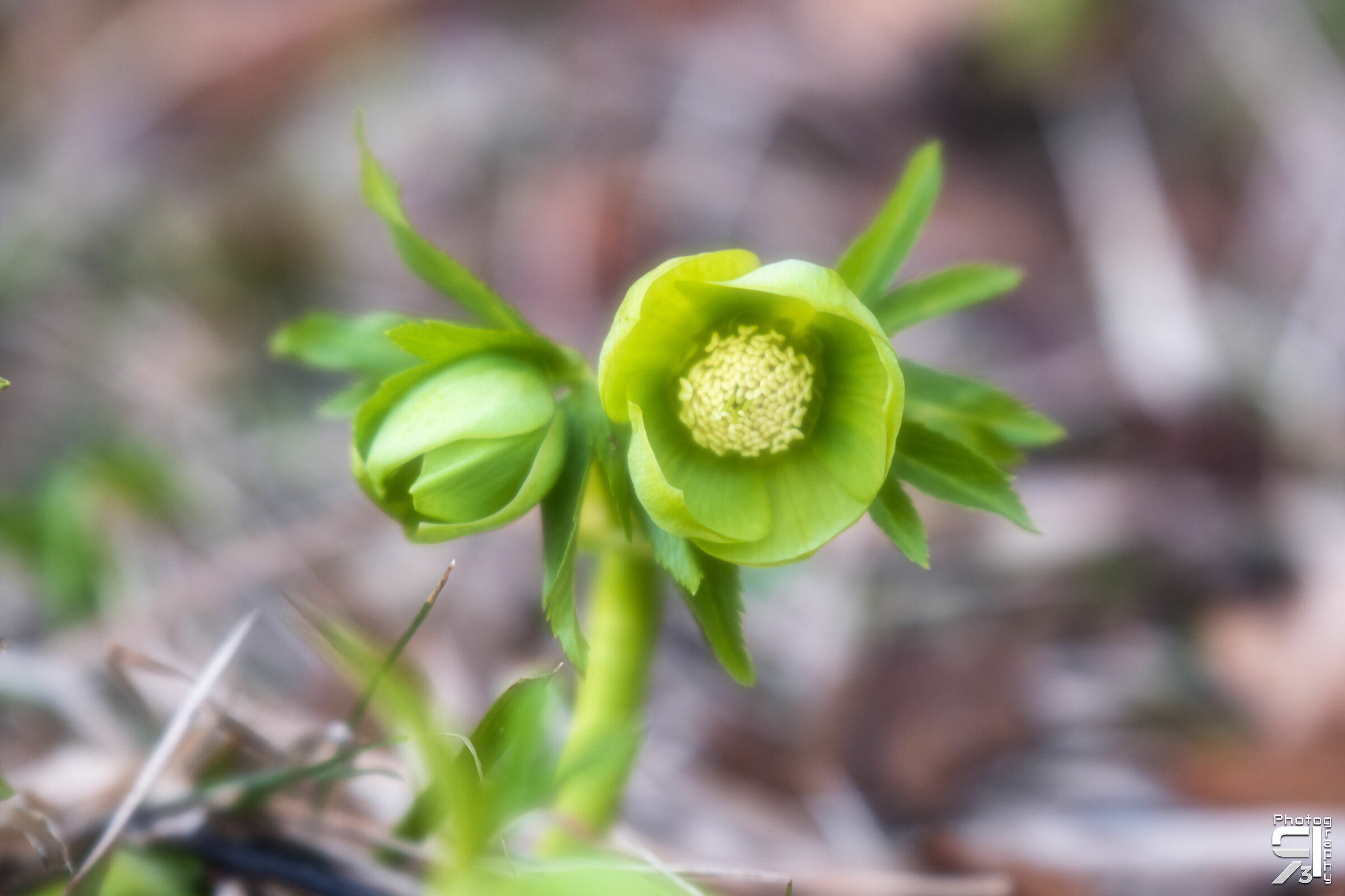 Green Hellebore