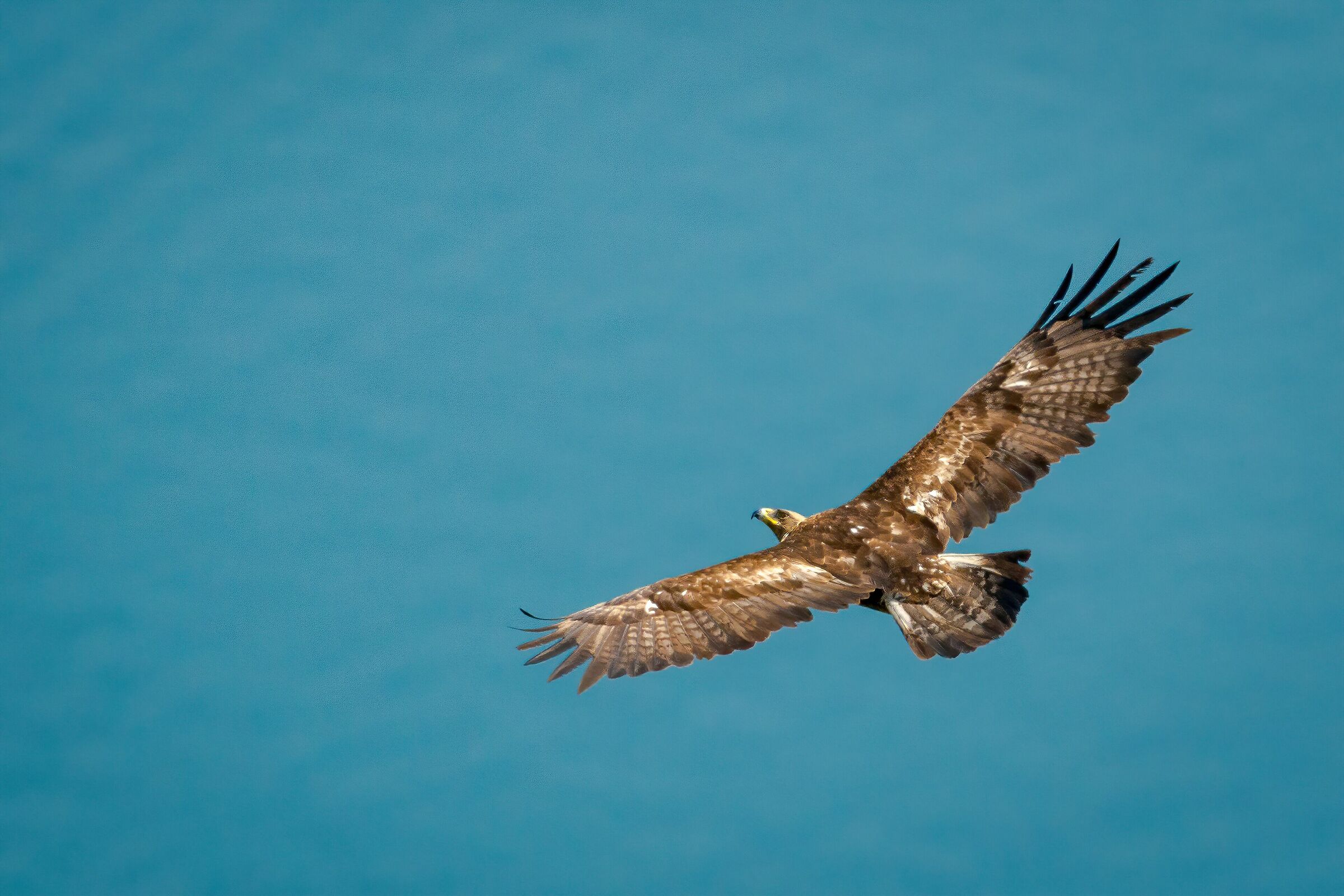Aquila sul Garda Topaz stabilize 2