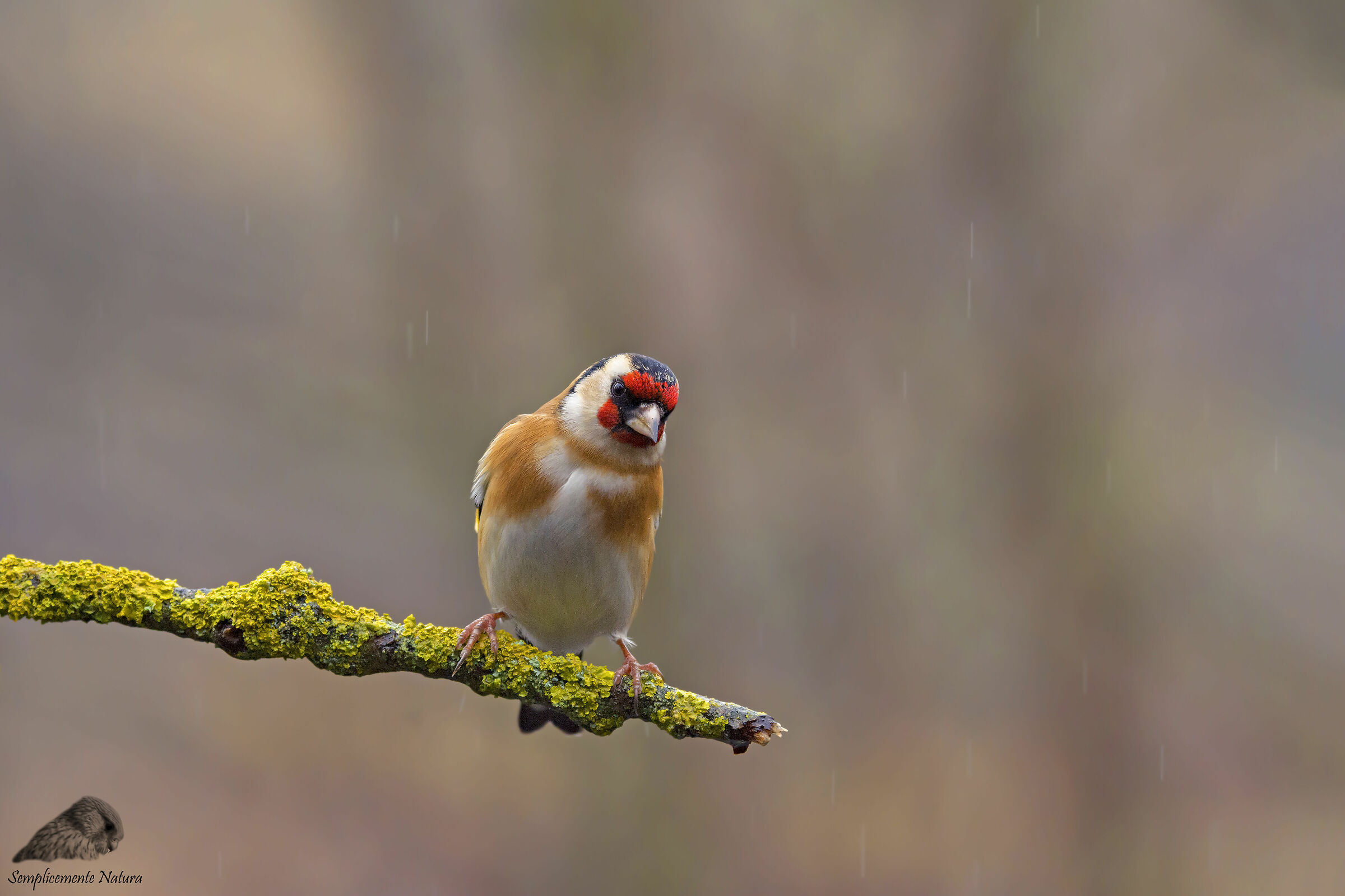 Goldfinch (Carduelis Carduelis)