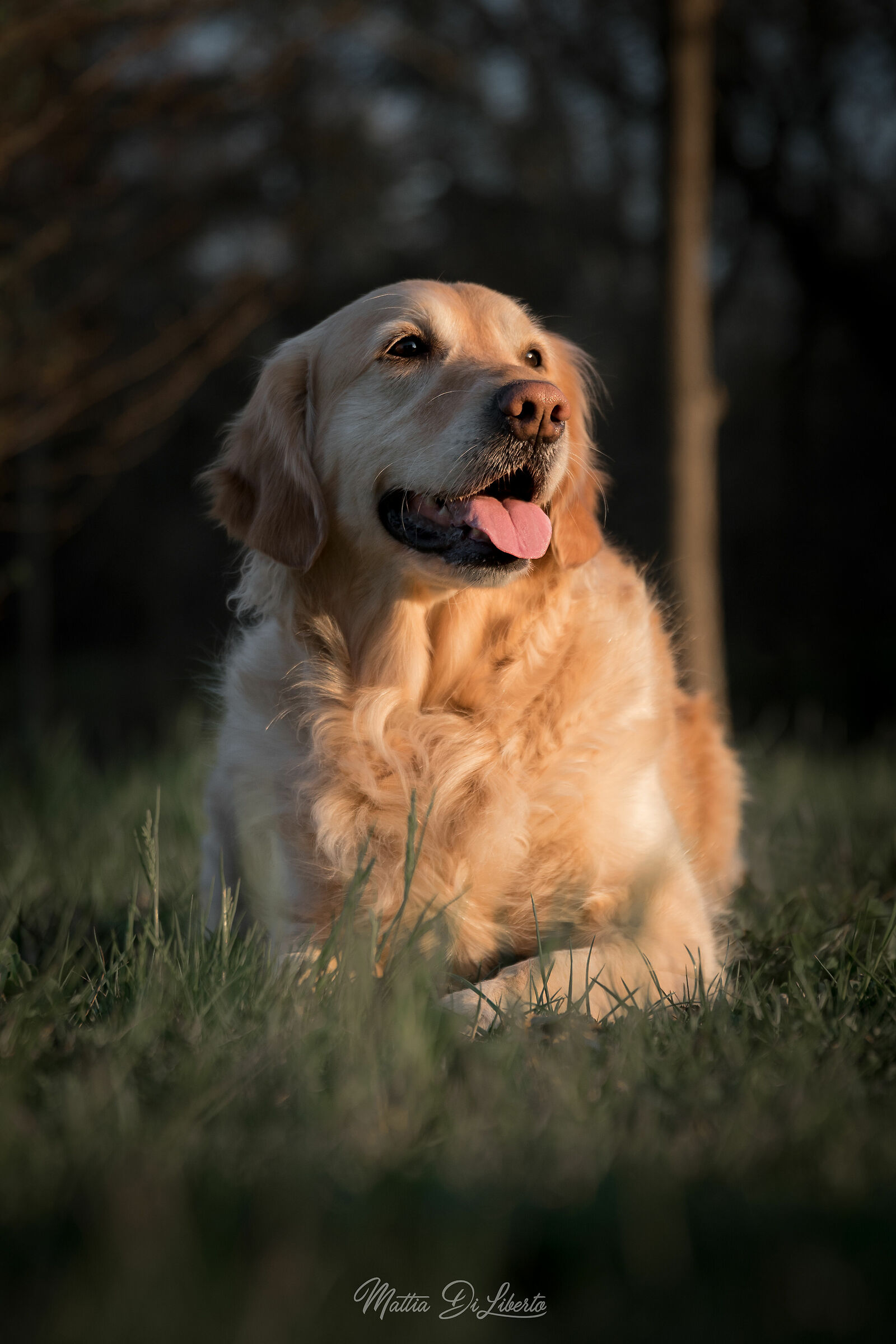 Tramonti alternativi