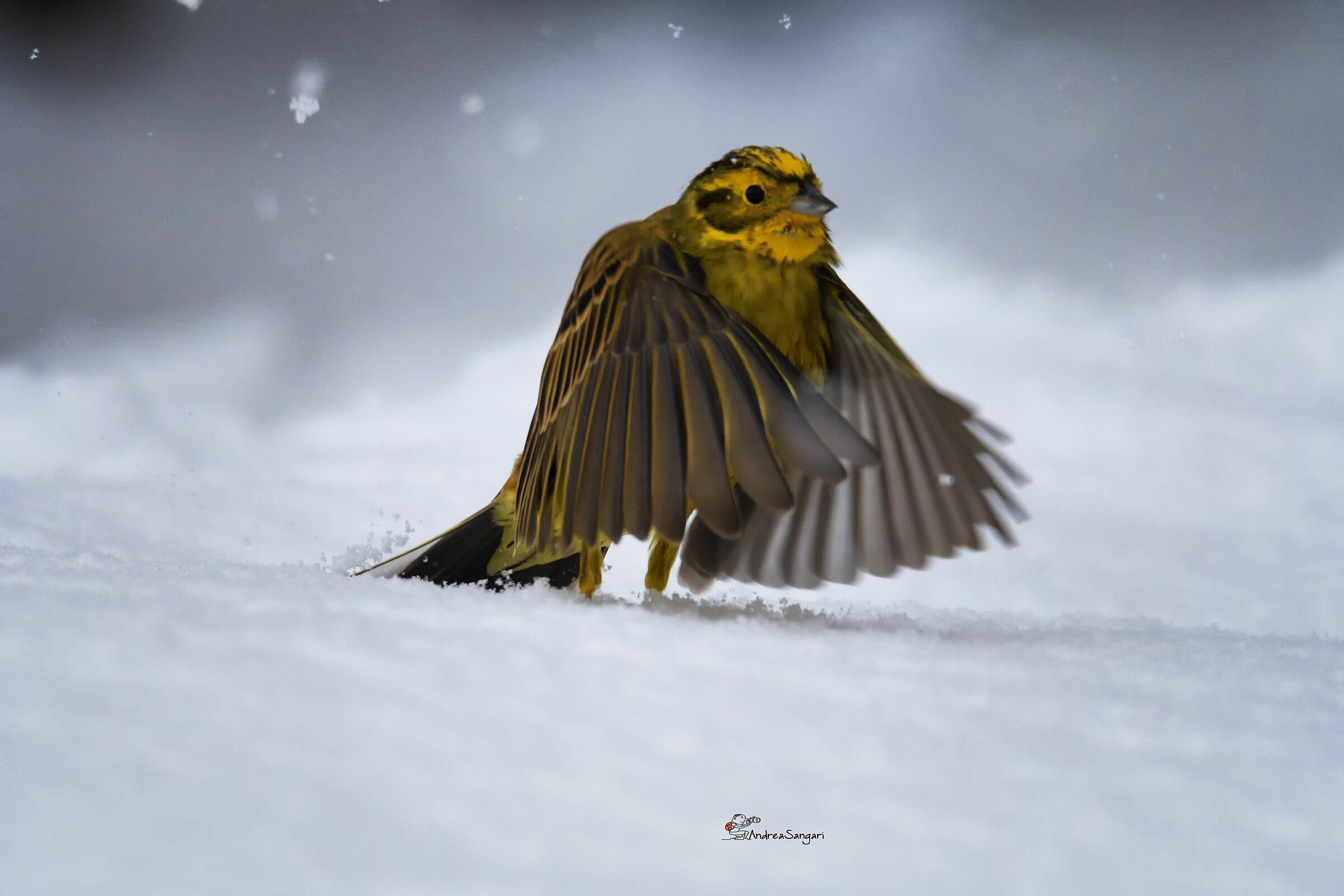 The Yellowhammer in the blizzard