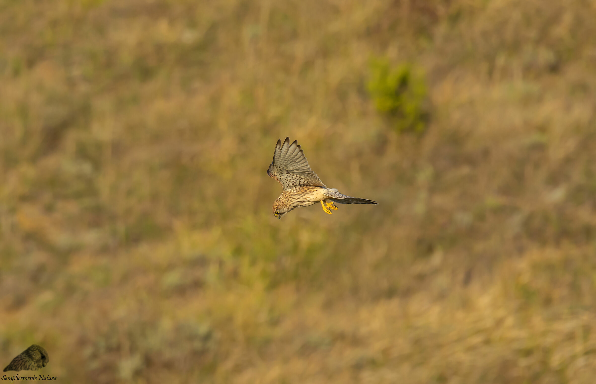 Kestrel (Falco tinnunculus)