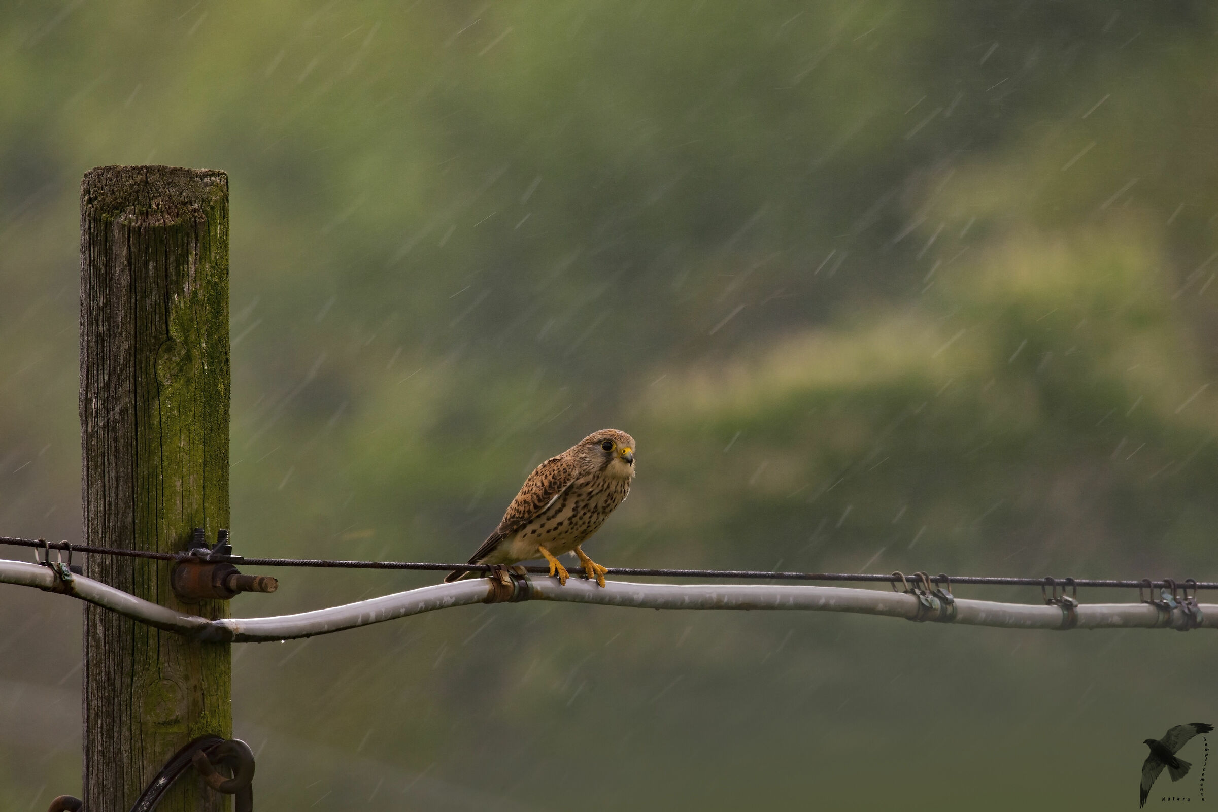 Kestrel (Falco tinnunculus)