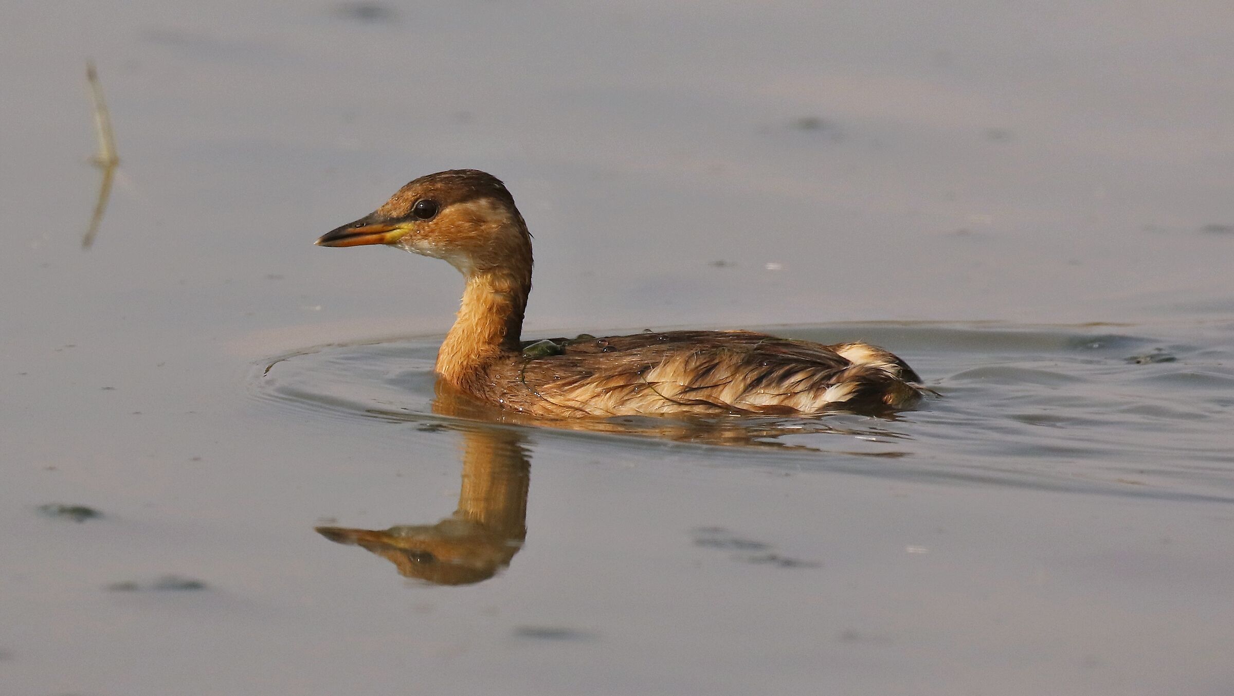 Little Grebe