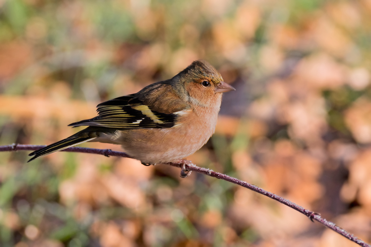 fringuello a iso 8000