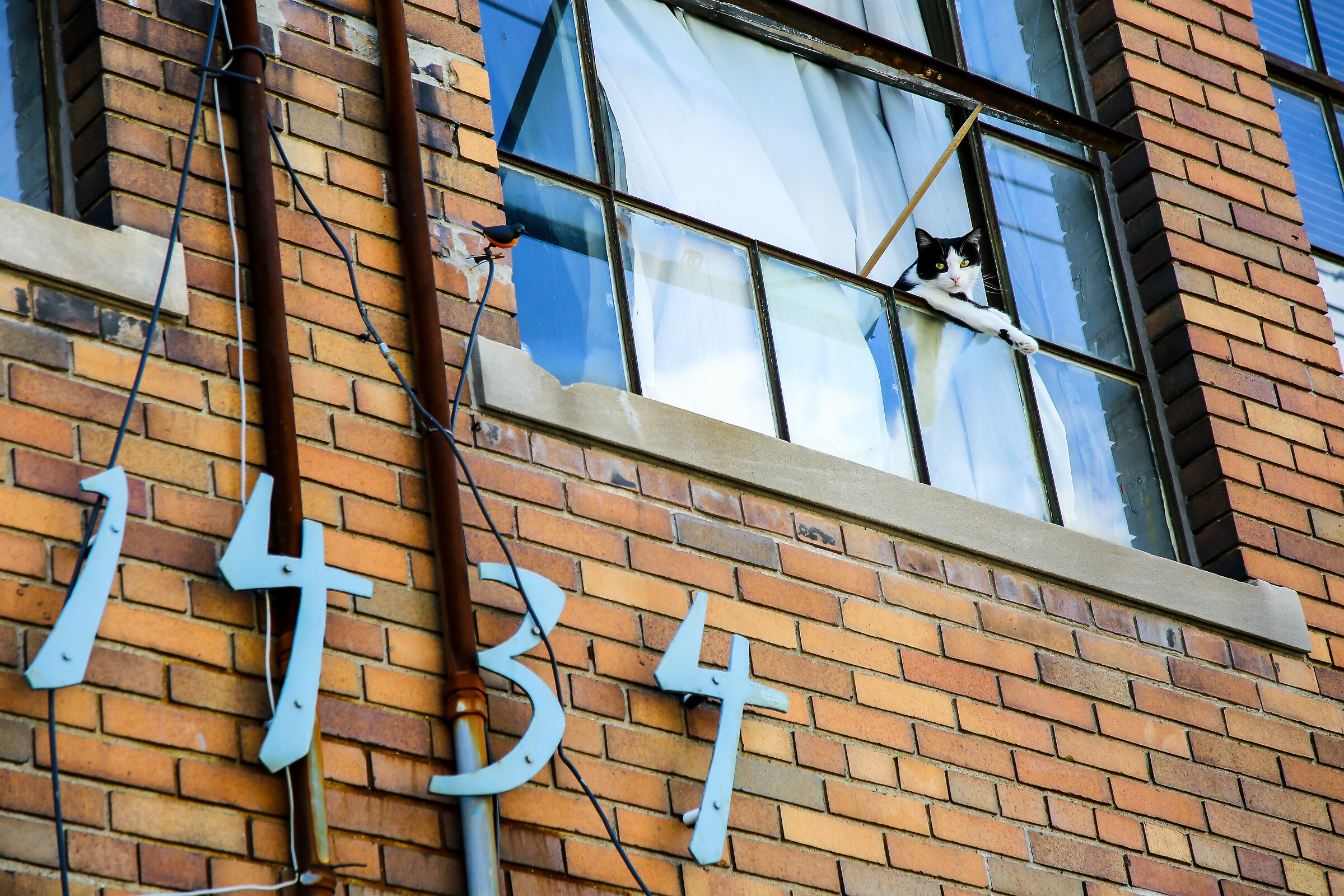 The cat is not on the Table-Philadelphia