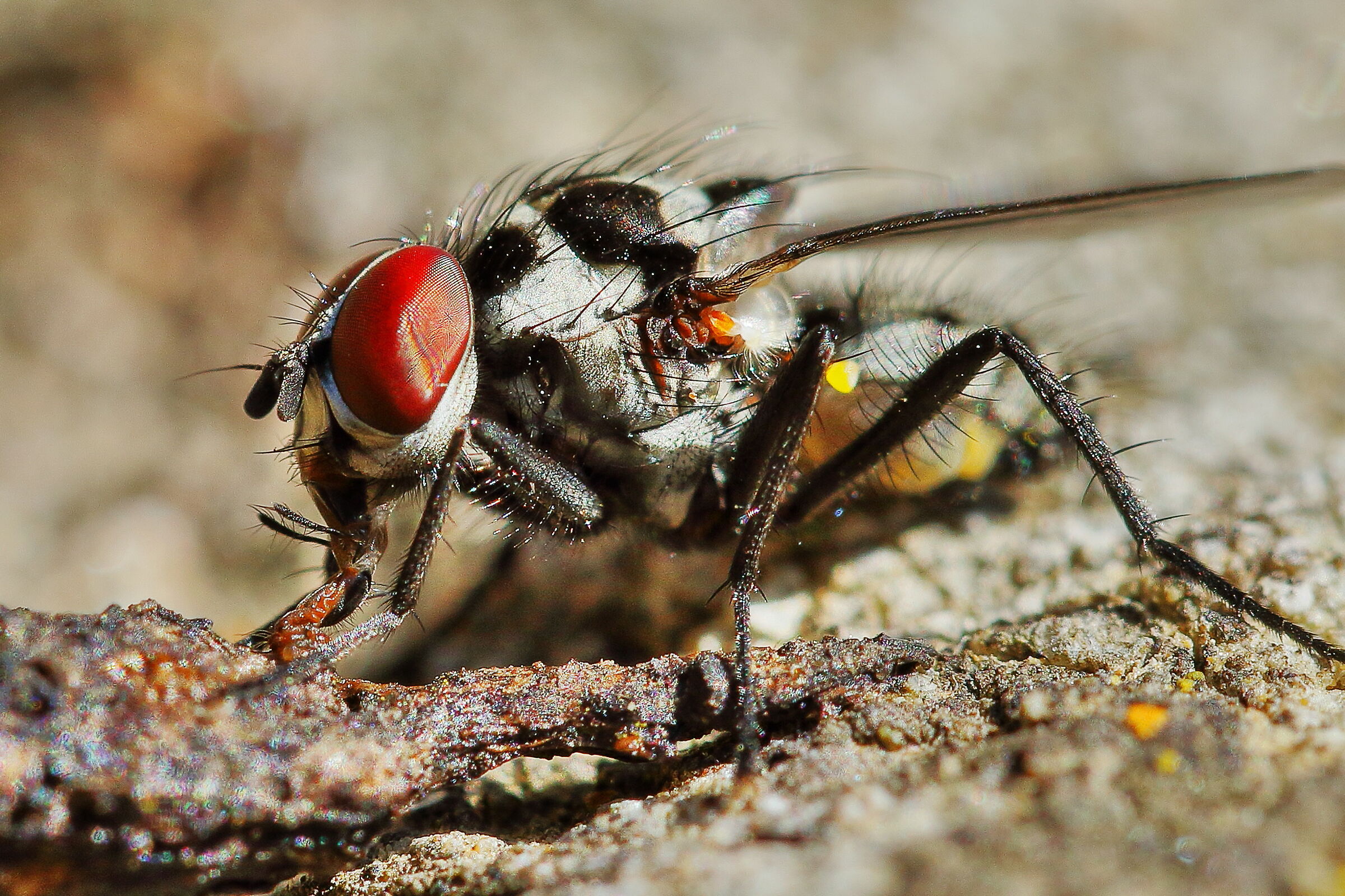 La mosca e il suo cibo