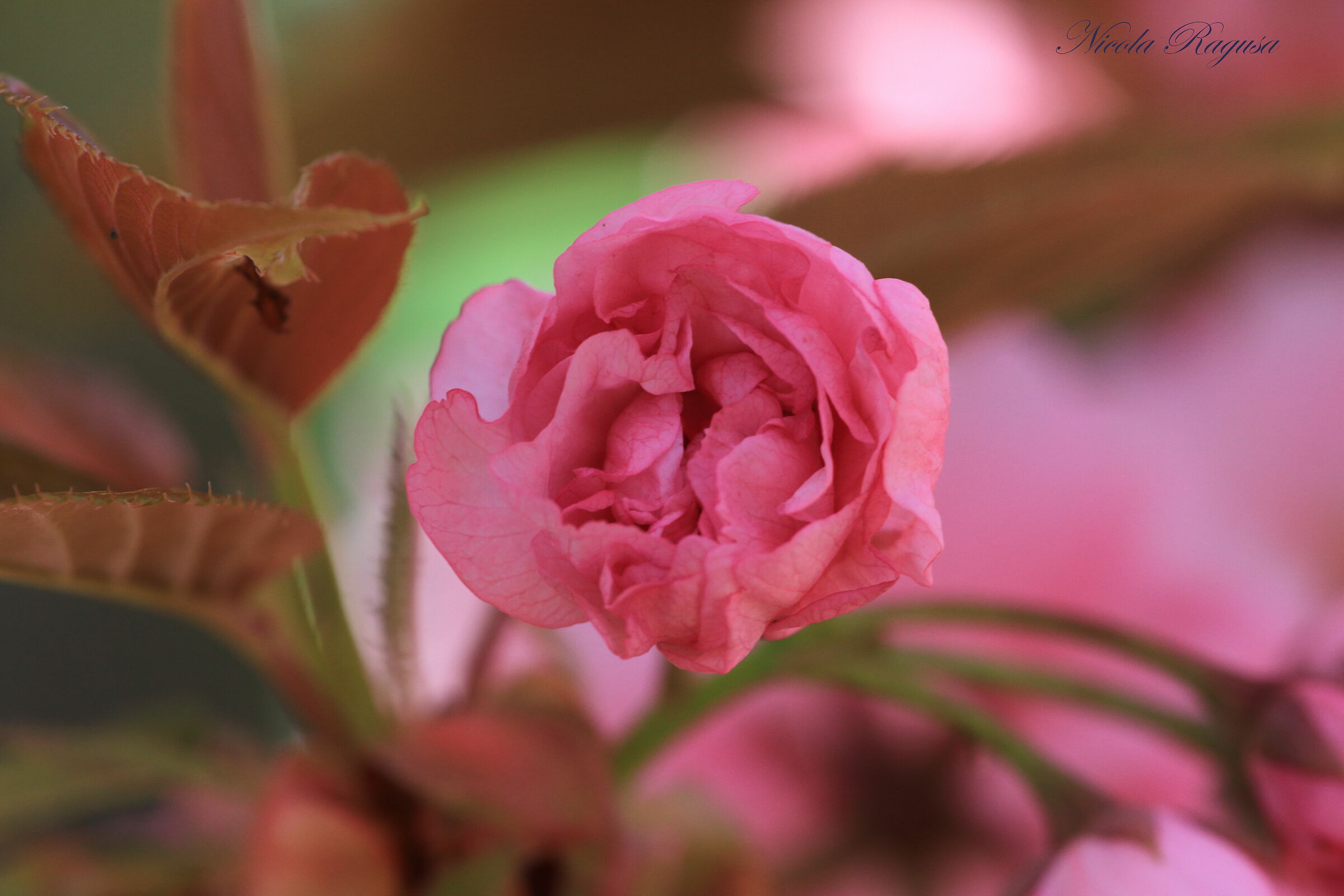 Fiore di ciliegio giapponese
