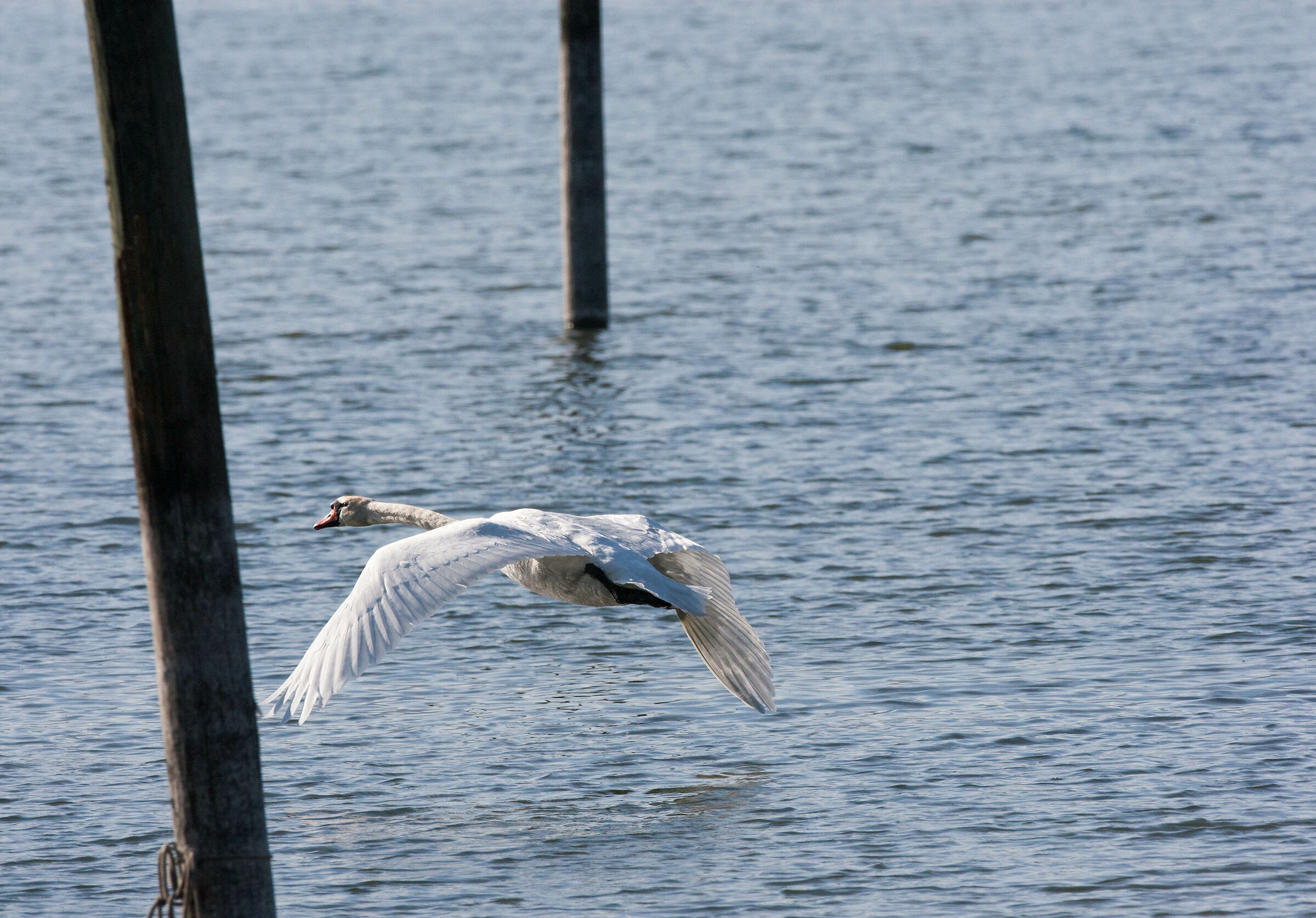 volo radente (odette)