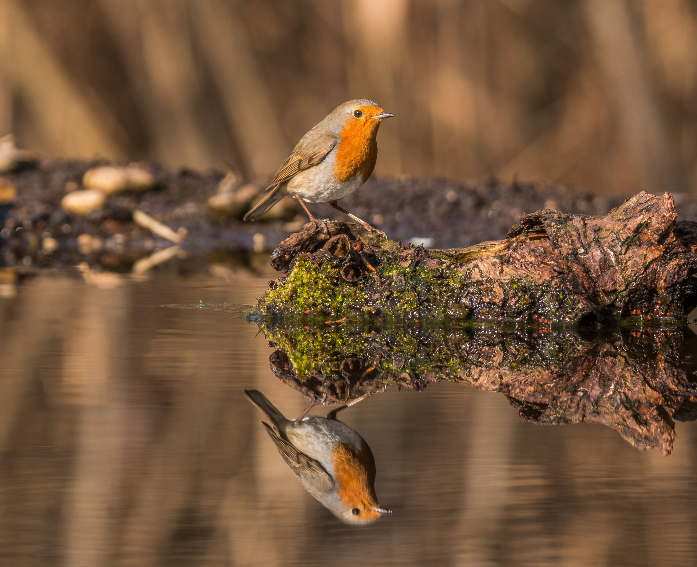 Pettirosso rifless....ivo