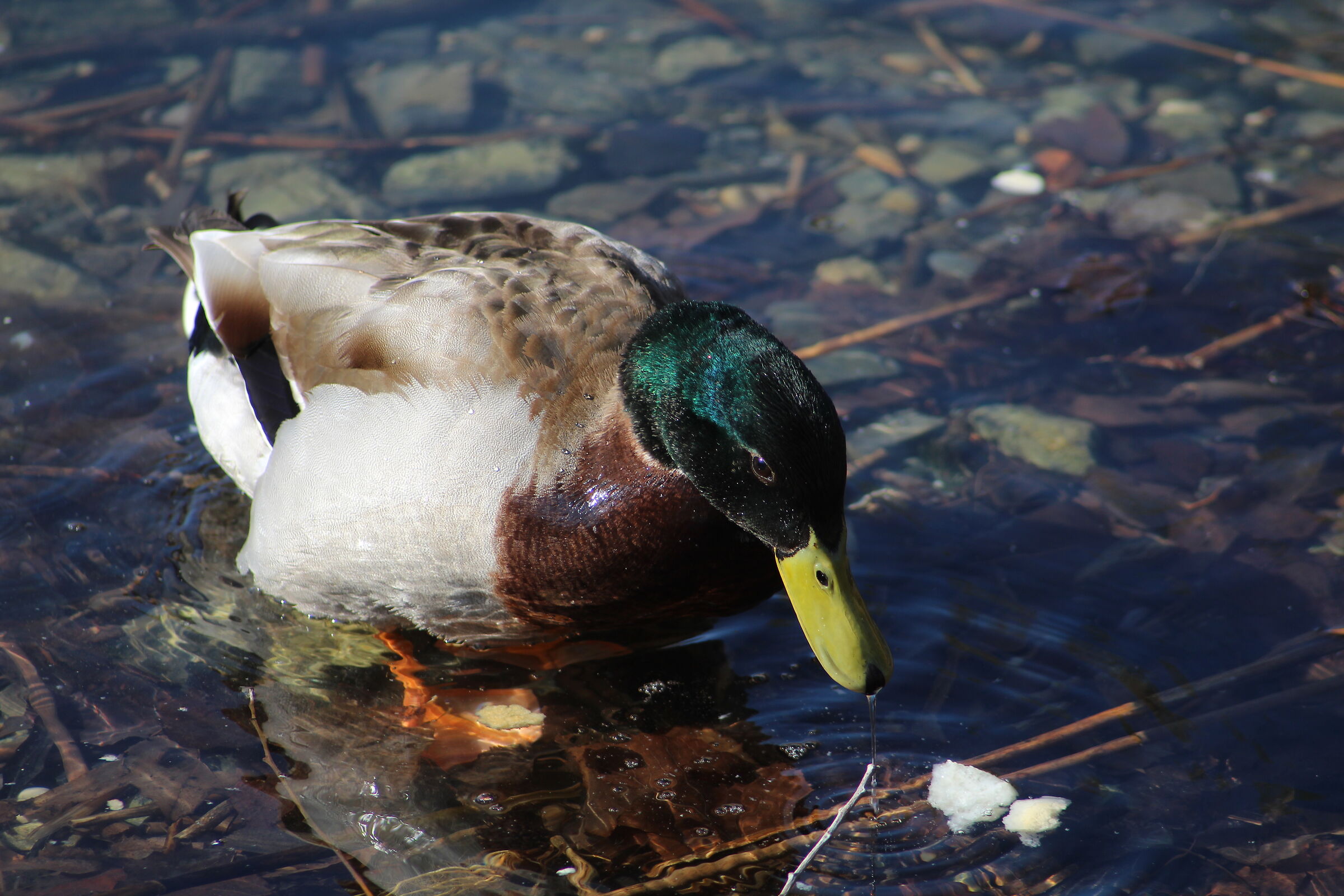 Mallard