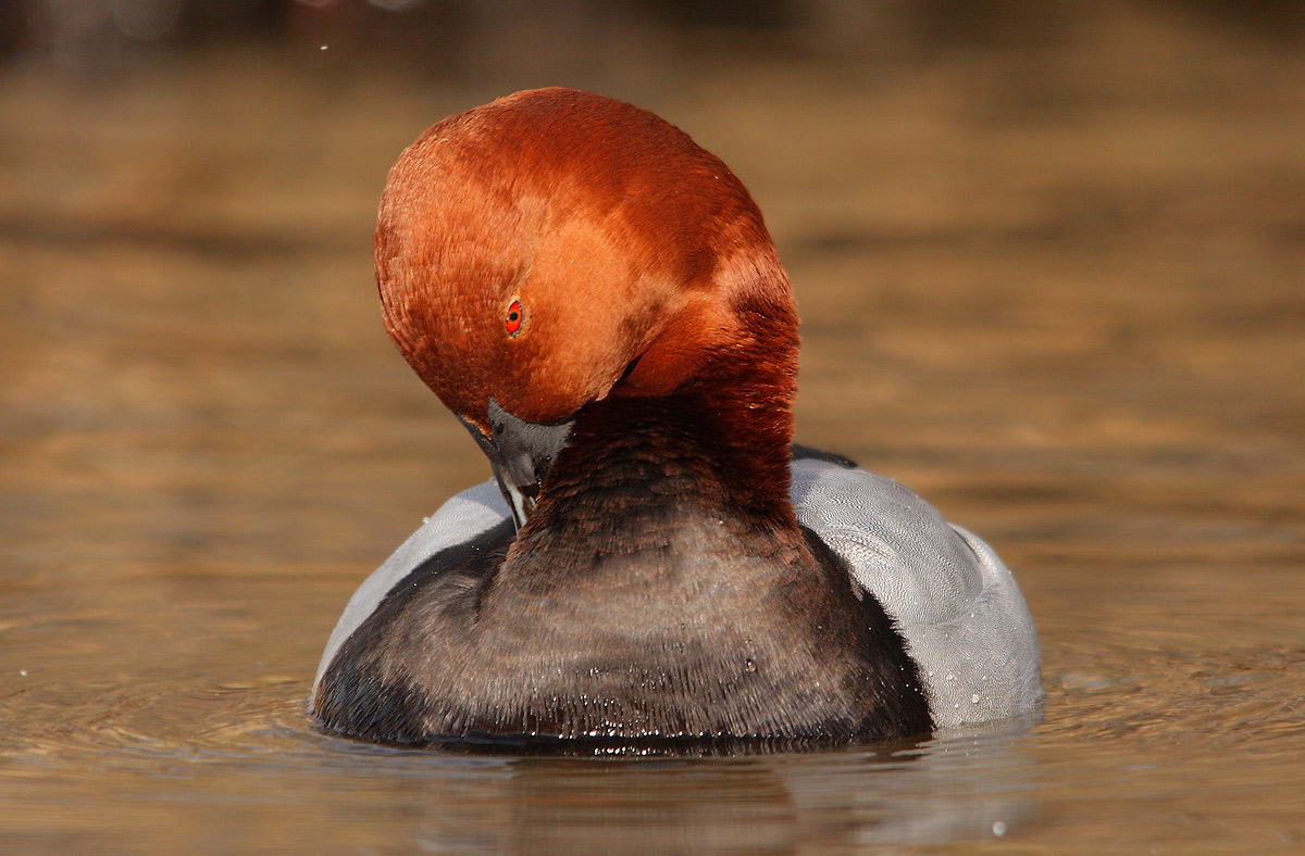 Pochard