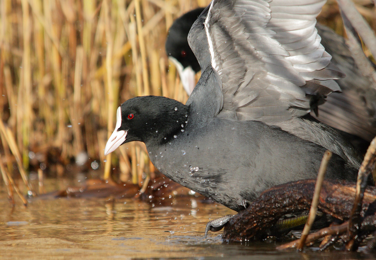 coot