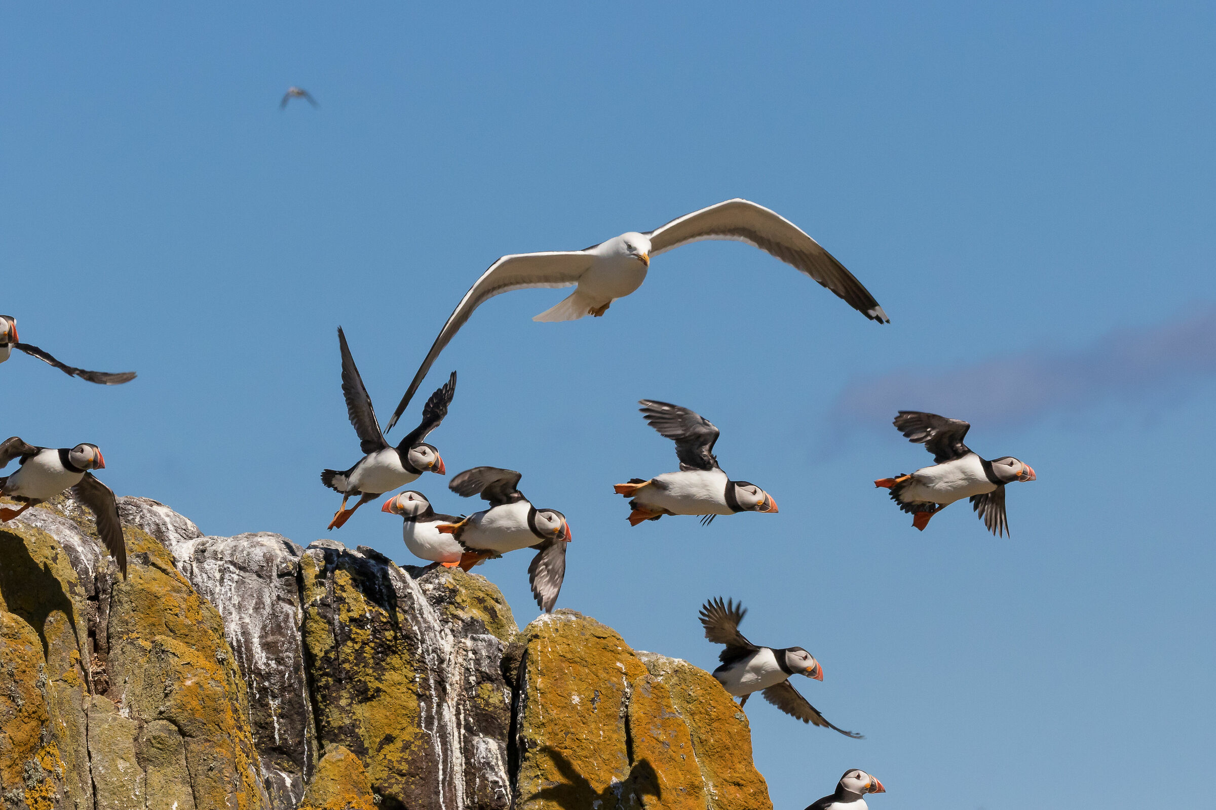 Puffins and Black Backed Gull